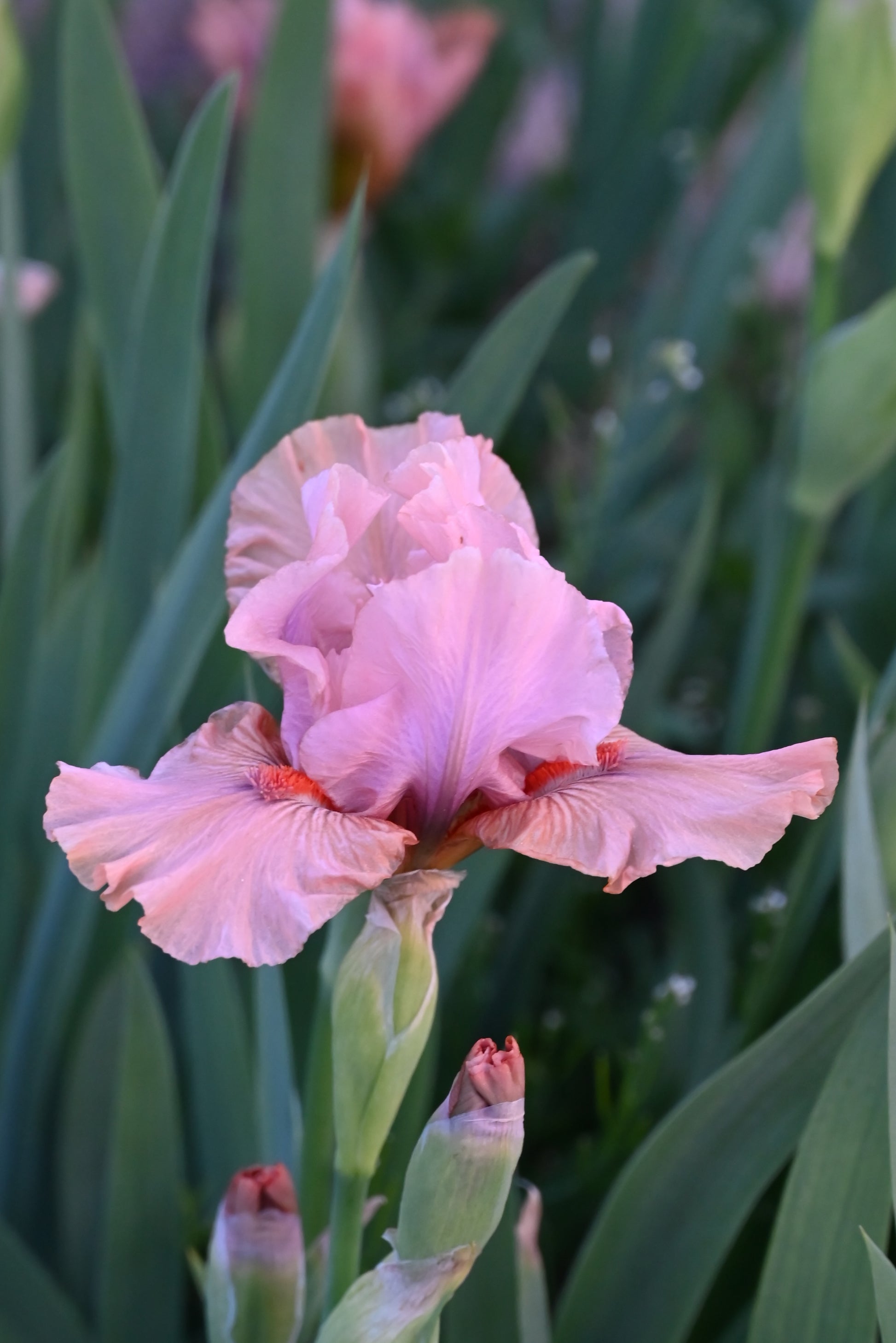 The flower Let's Elope - Intermediate Bearded Iris (IB)