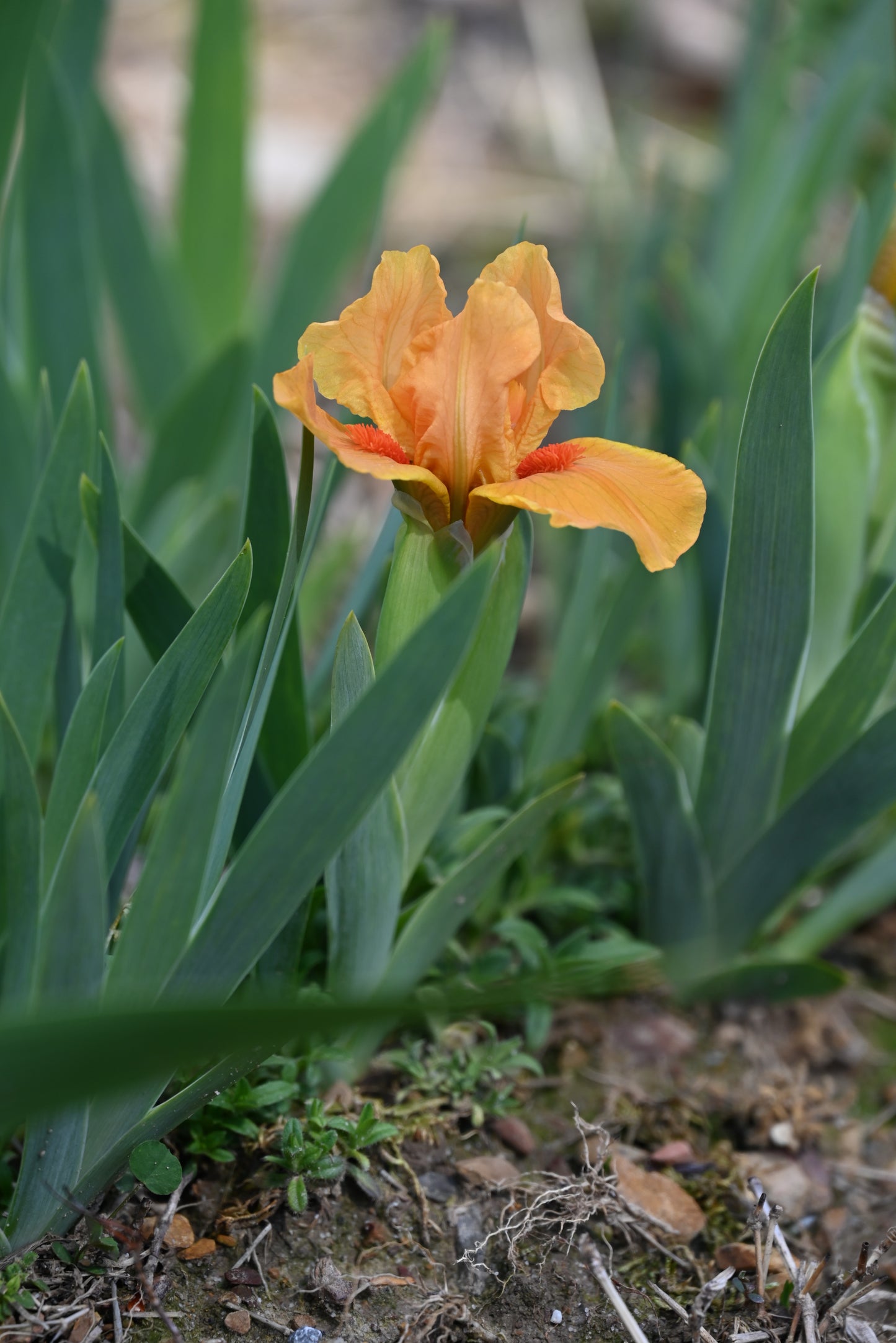 The flower Let's Elope - Intermediate Bearded Iris (IB)