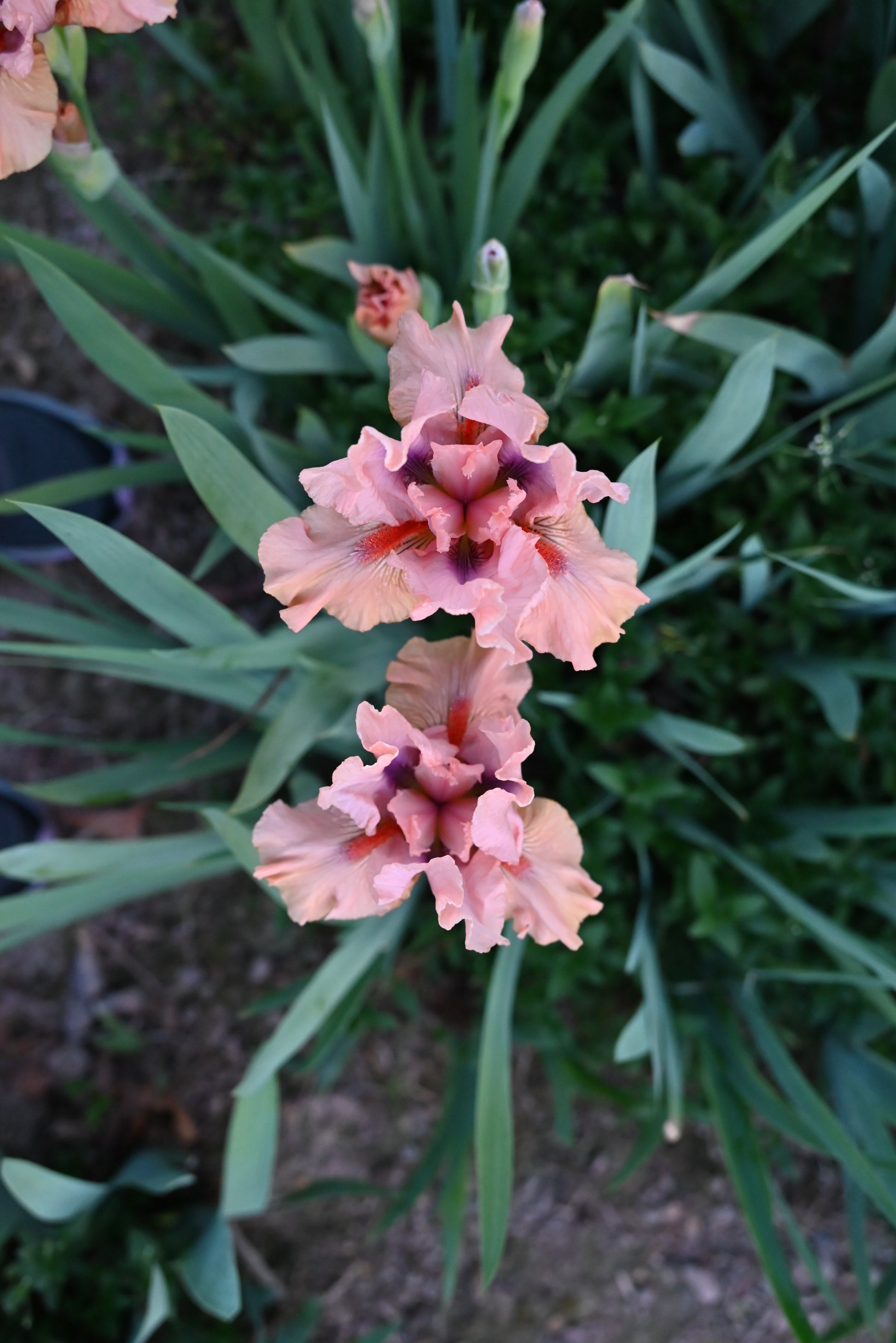 The flower Let's Elope - Intermediate Bearded Iris (IB)