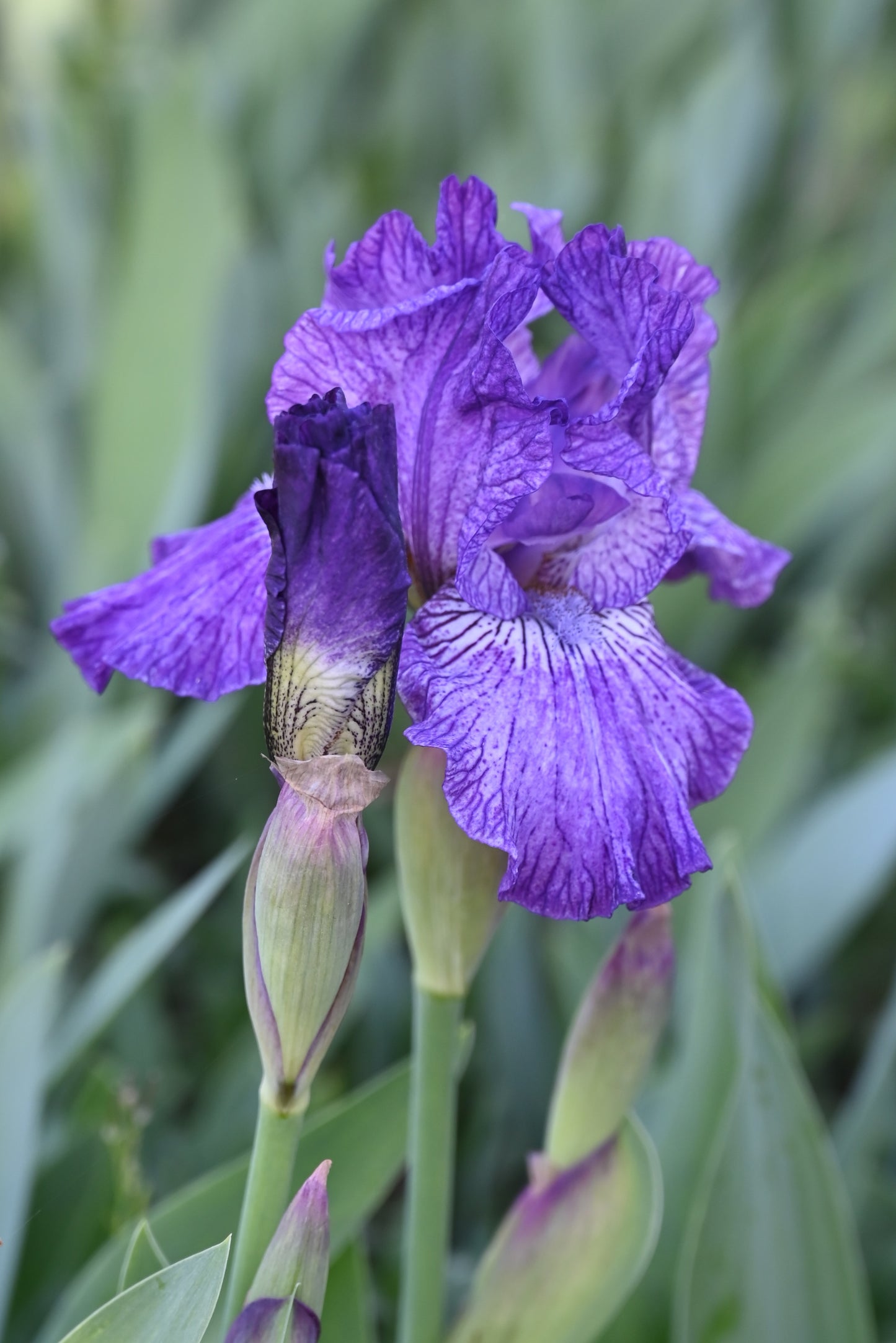 The flower Fooled Me - Intermediate Bearded Iris (IB)