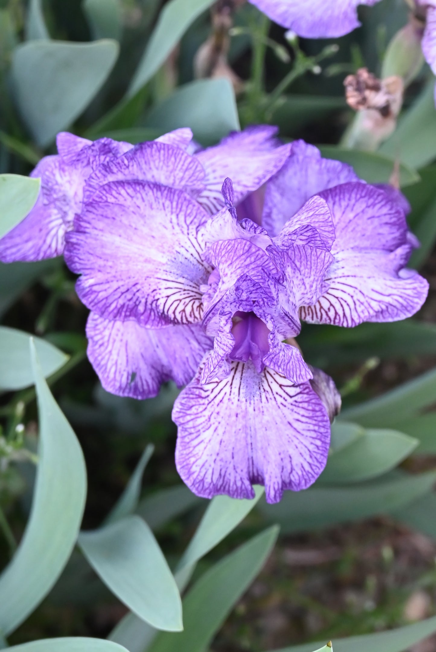 The flower Fooled Me - Intermediate Bearded Iris (IB)