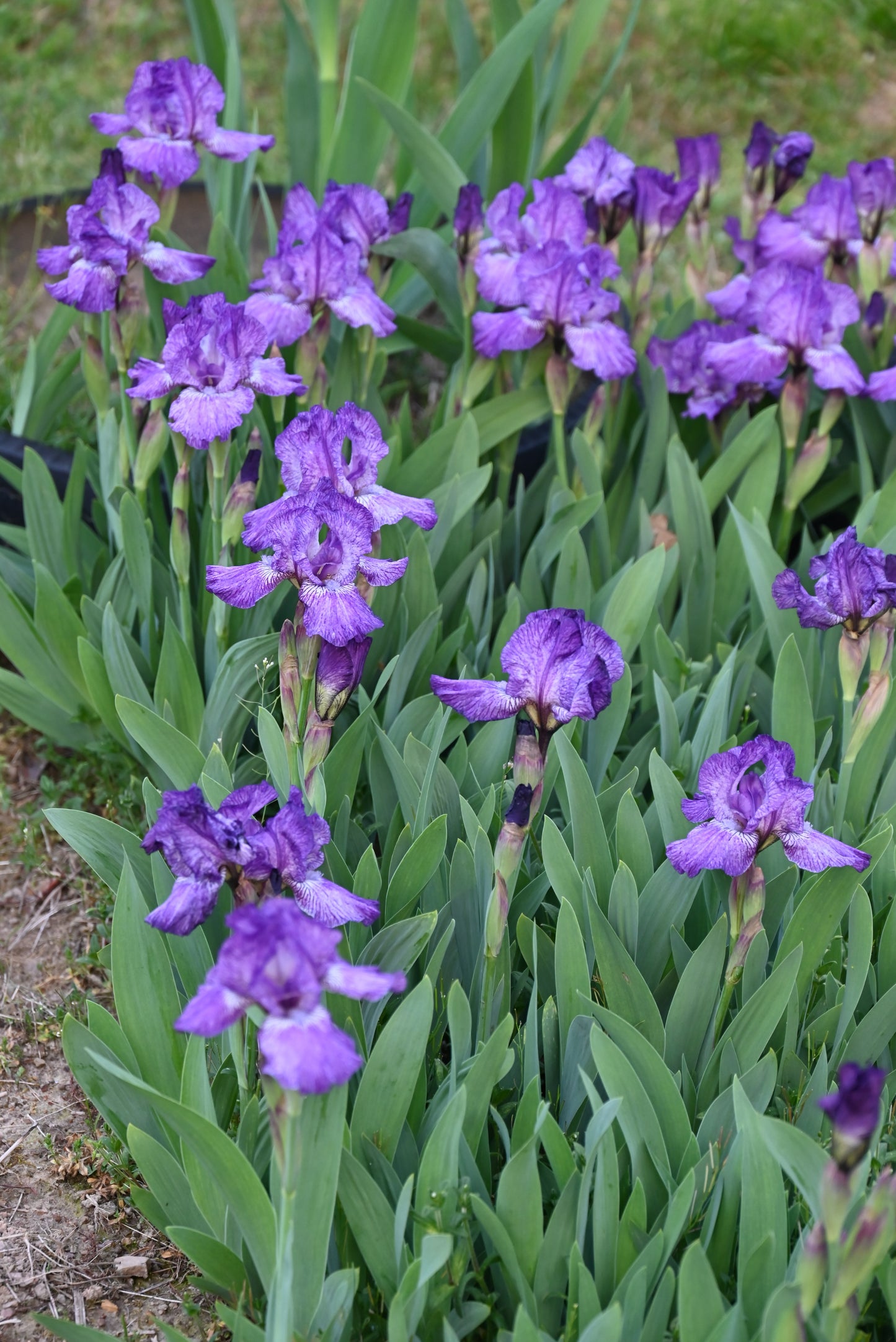 The flower Fooled Me - Intermediate Bearded Iris (IB)