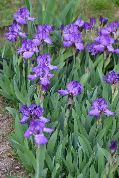 The flower Fooled Me - Intermediate Bearded Iris (IB)