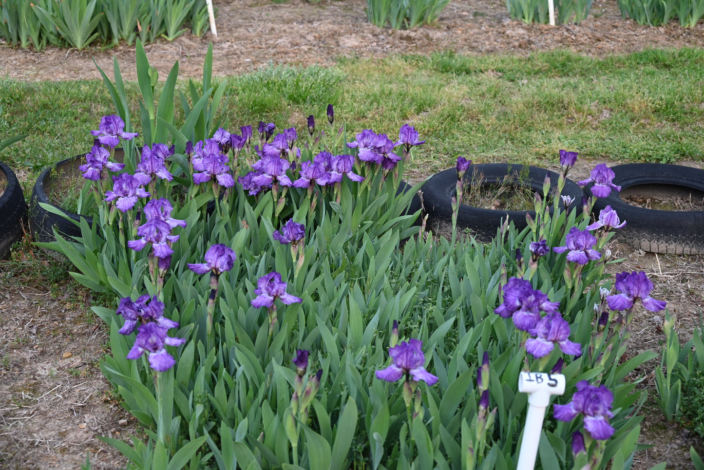 The flower Fooled Me - Intermediate Bearded Iris (IB)