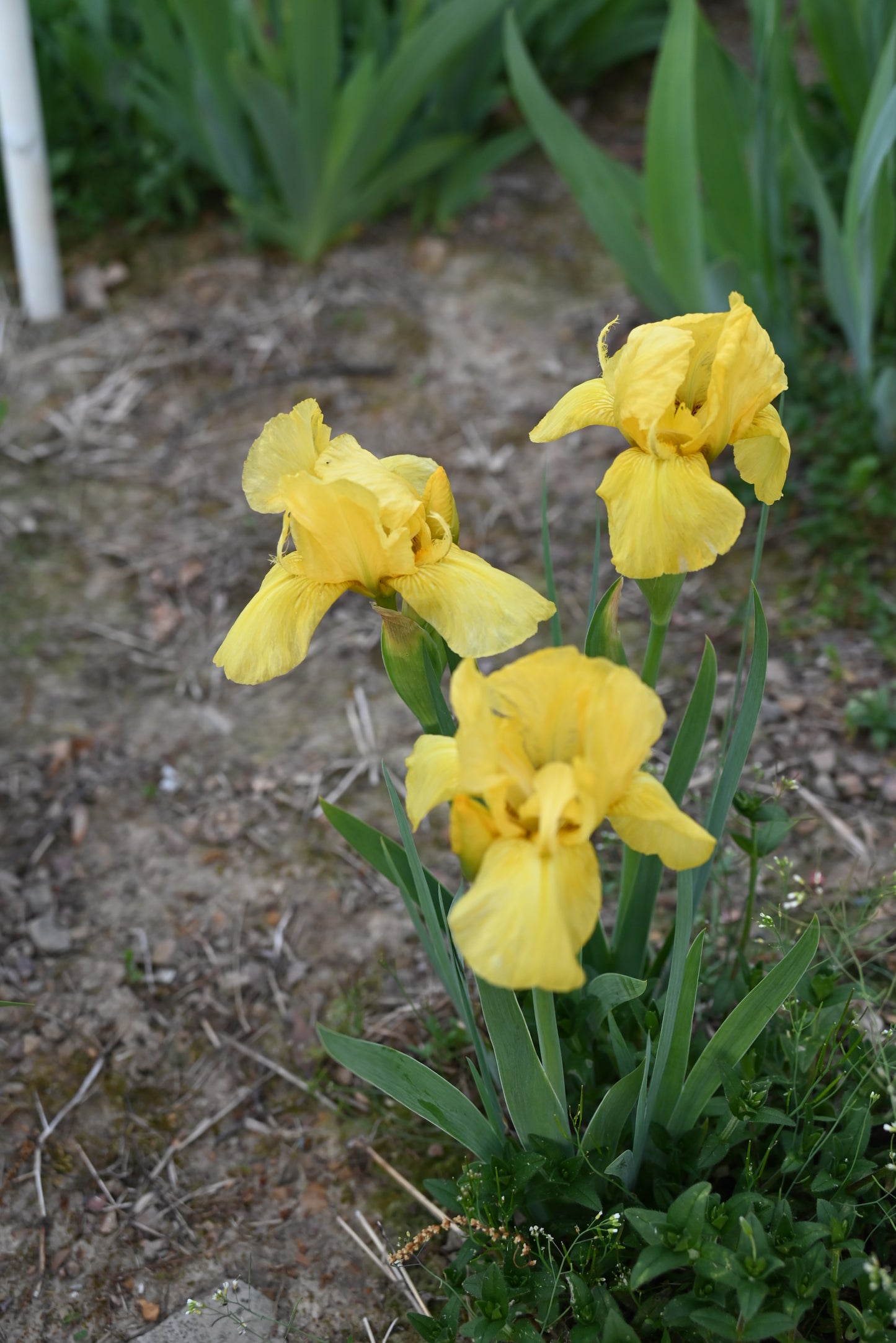 The flower Hagar's Helmet - Intermediate Bearded Iris (IB)