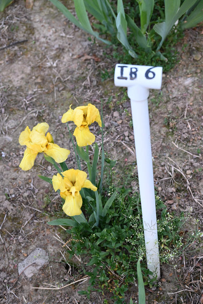 The flower Hagar's Helmet - Intermediate Bearded Iris (IB)