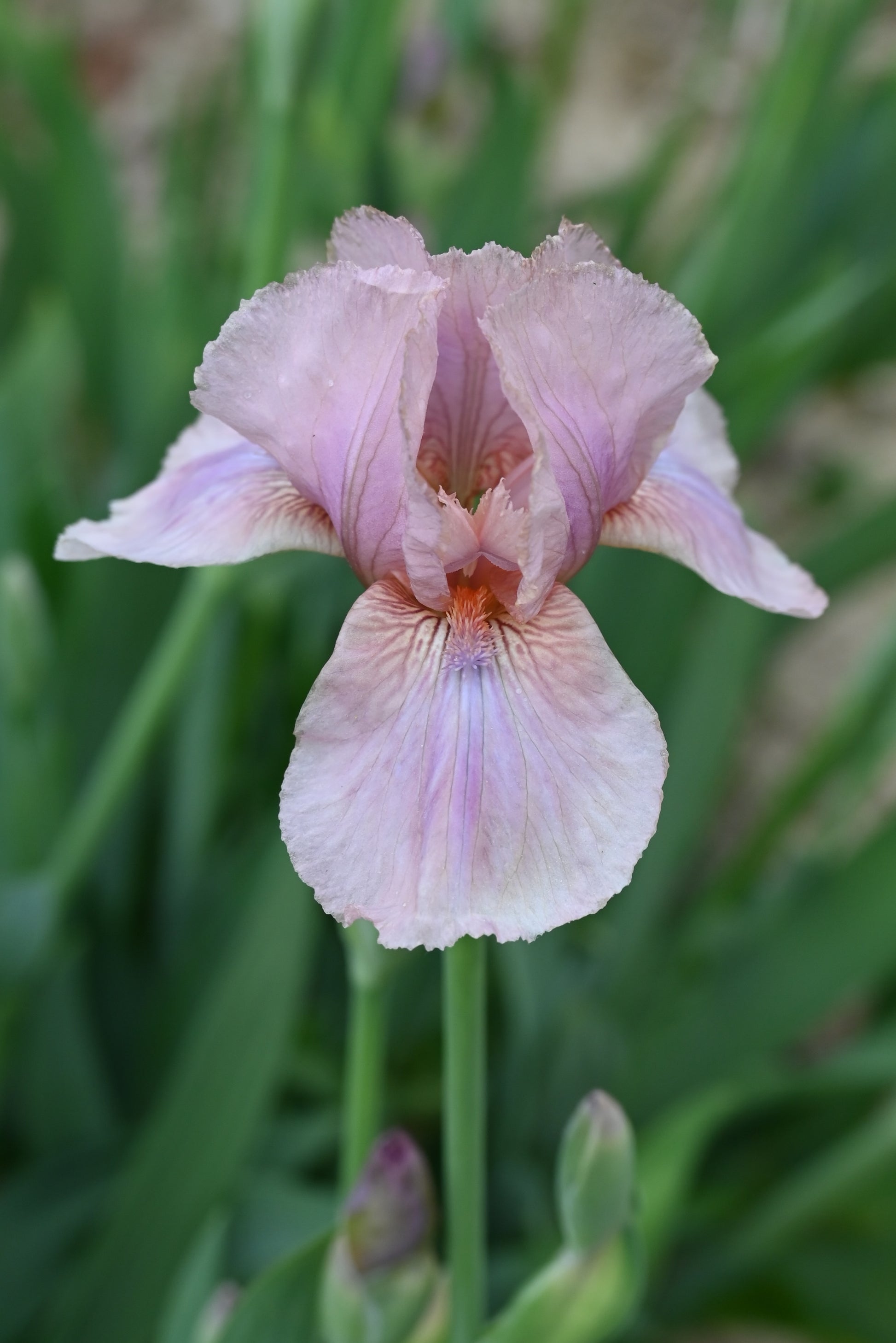 The flower Aurora's Blush - Intermediate Bearded Iris (IB)