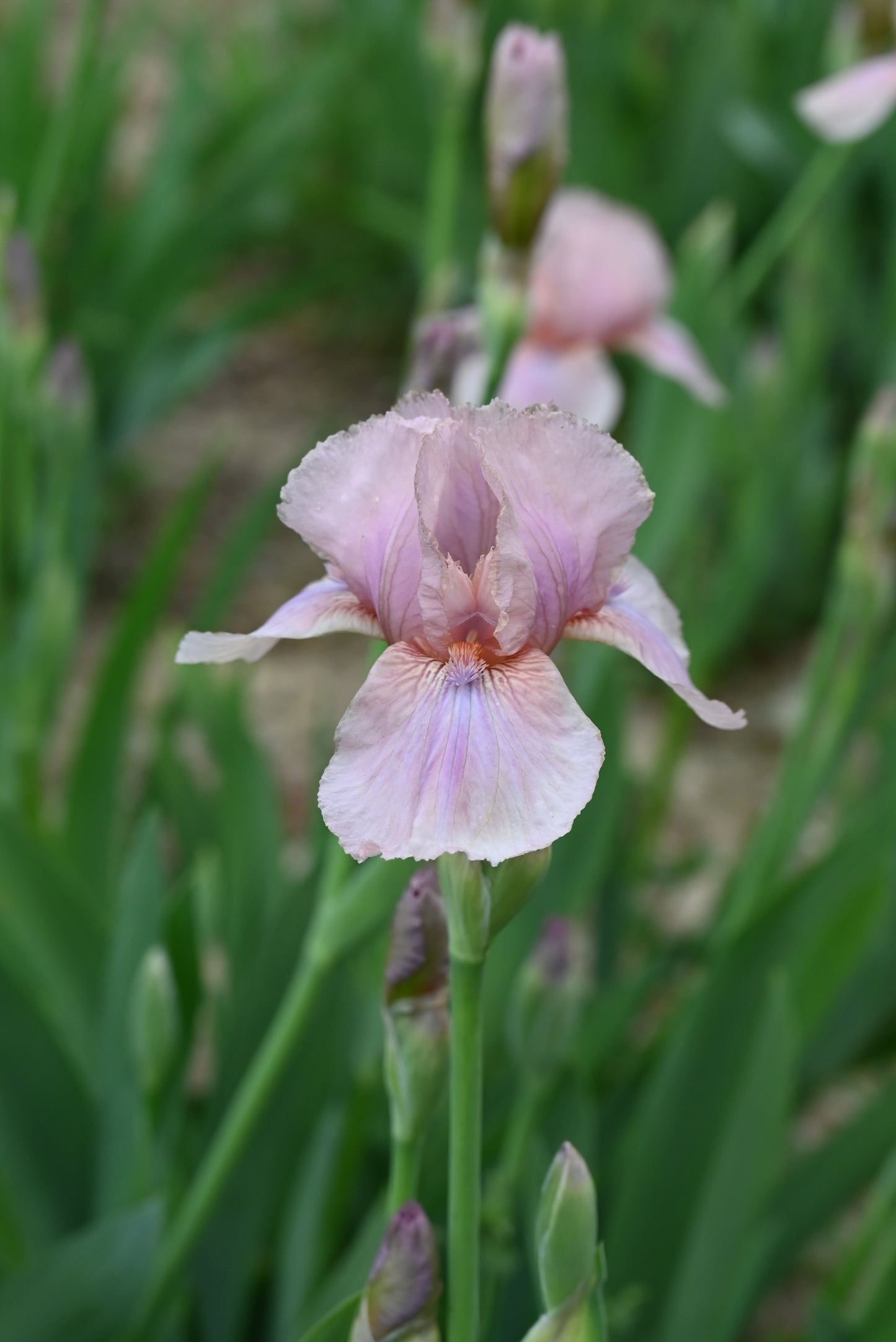 The flower Aurora's Blush - Intermediate Bearded Iris (IB)