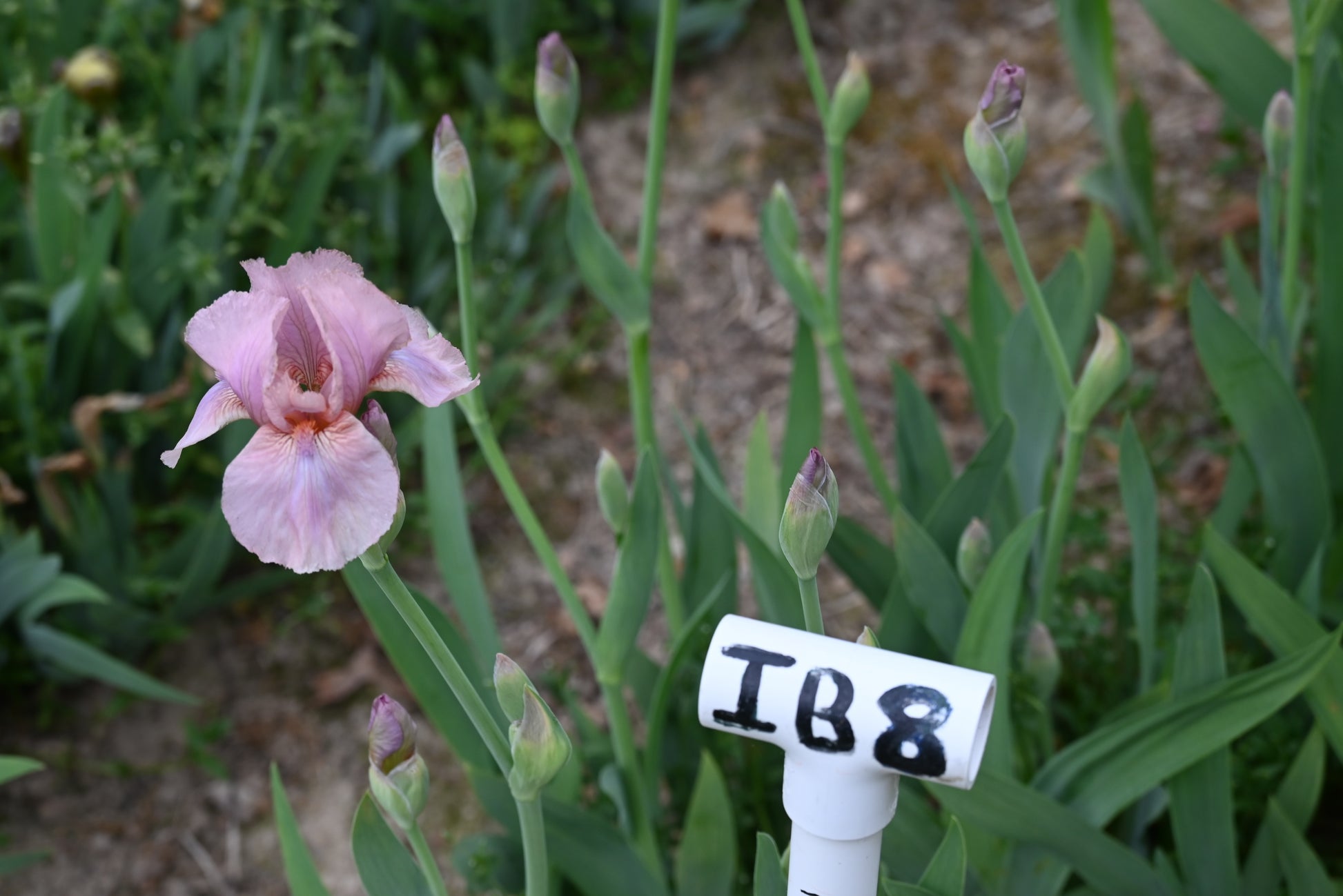 The flower Aurora's Blush - Intermediate Bearded Iris (IB)