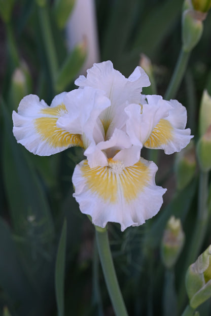 The flower Lunar Frost - Intermediate Bearded Iris (IB)