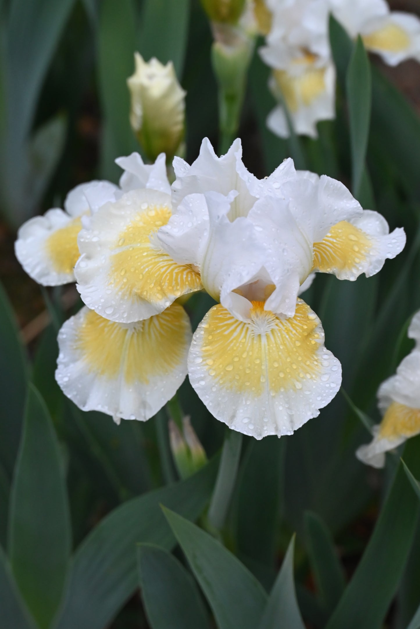 The flower Lunar Frost - Intermediate Bearded Iris (IB)