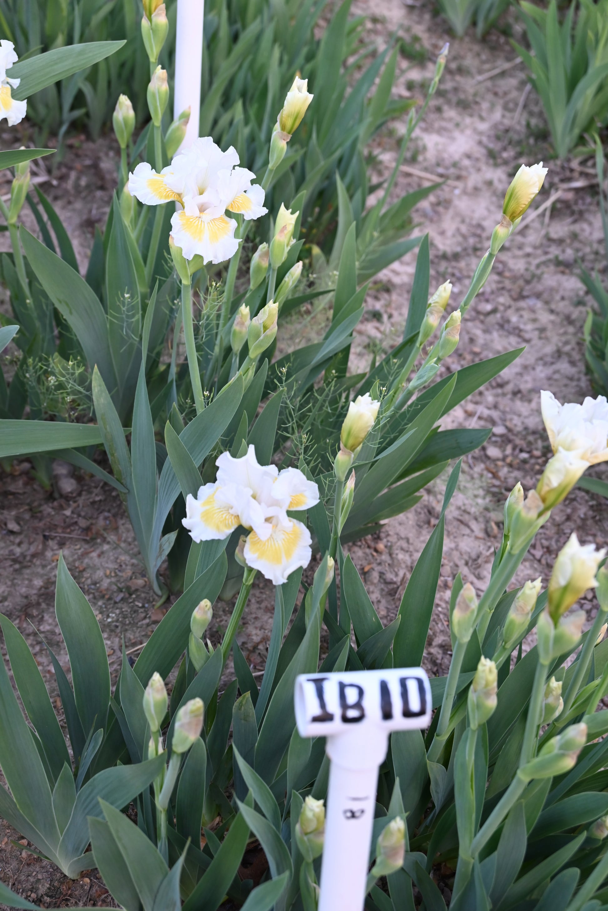 The flower Lunar Frost - Intermediate Bearded Iris (IB)