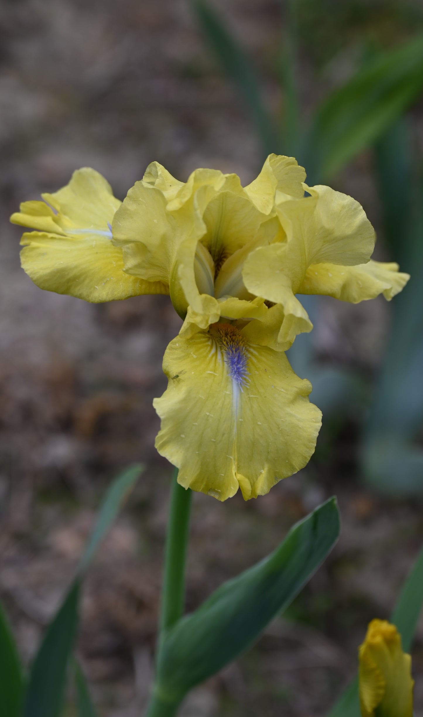 The flower Blue Eyed Blond - Intermediate Bearded Iris (IB)