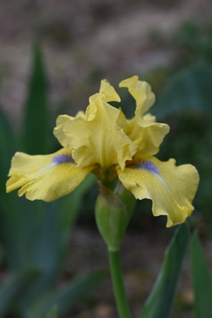 The flower Blue Eyed Blond - Intermediate Bearded Iris (IB)