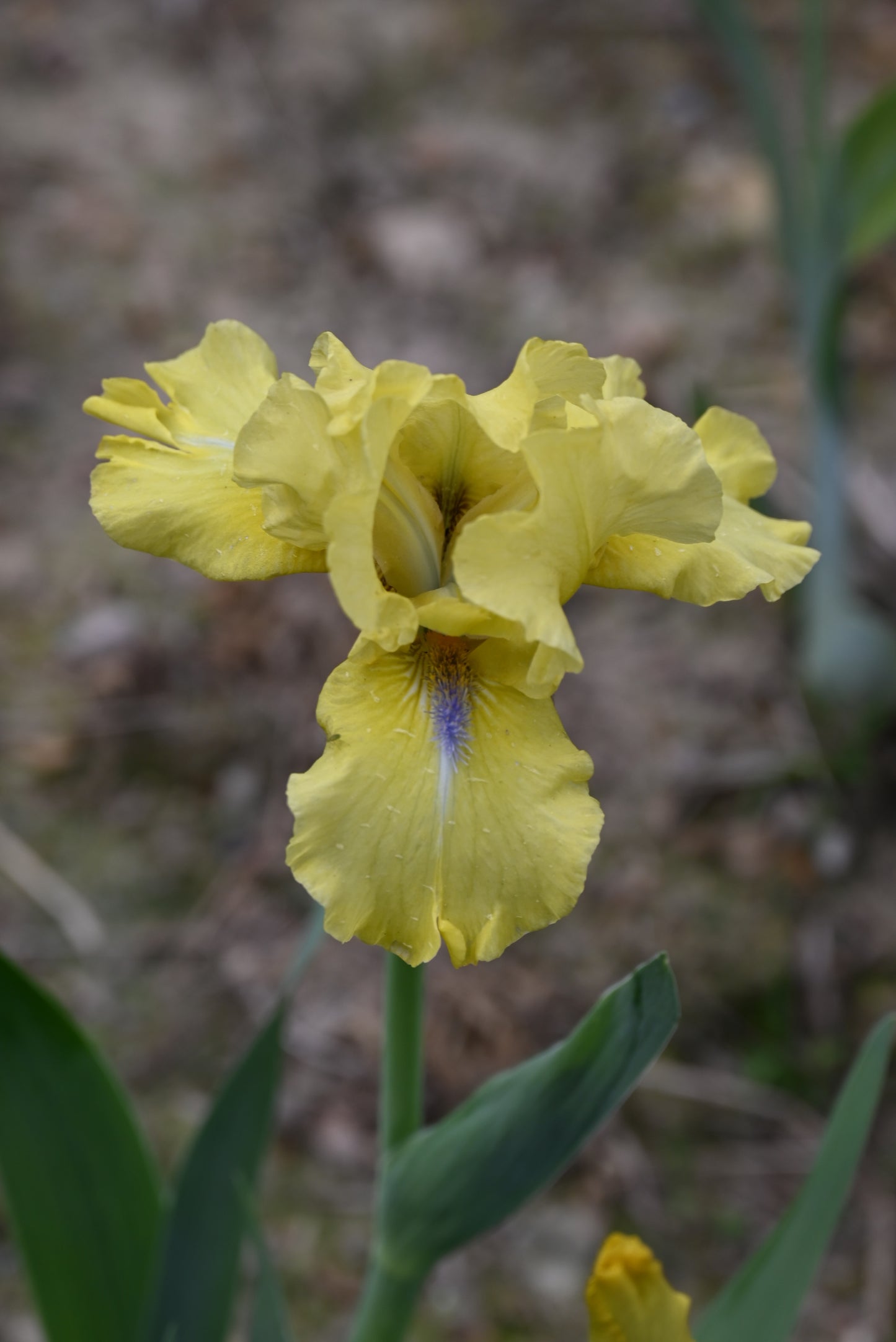 The flower Blue Eyed Blond - Intermediate Bearded Iris (IB)