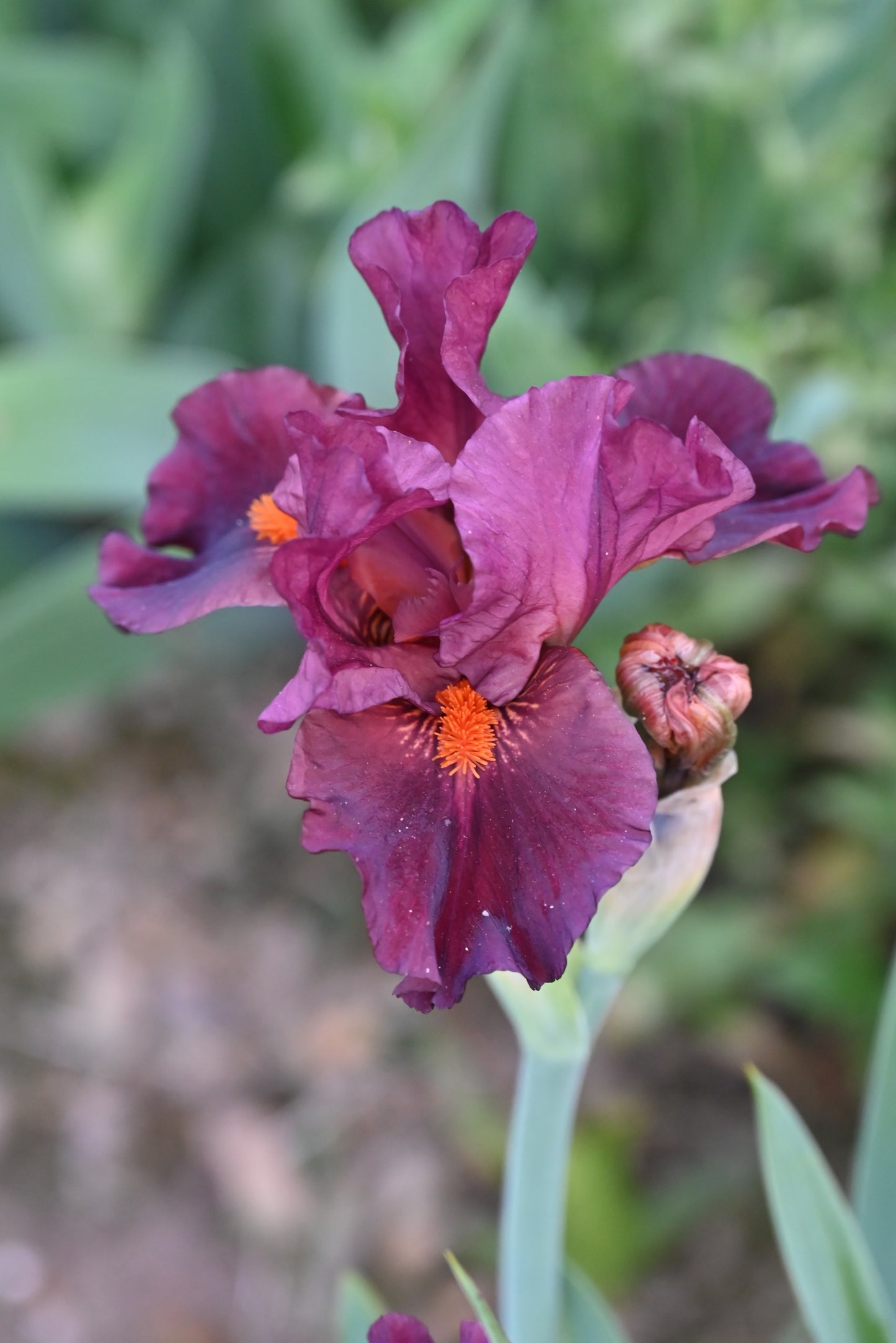 The flower Ruby Slippers - Intermediate Bearded Iris (IB)