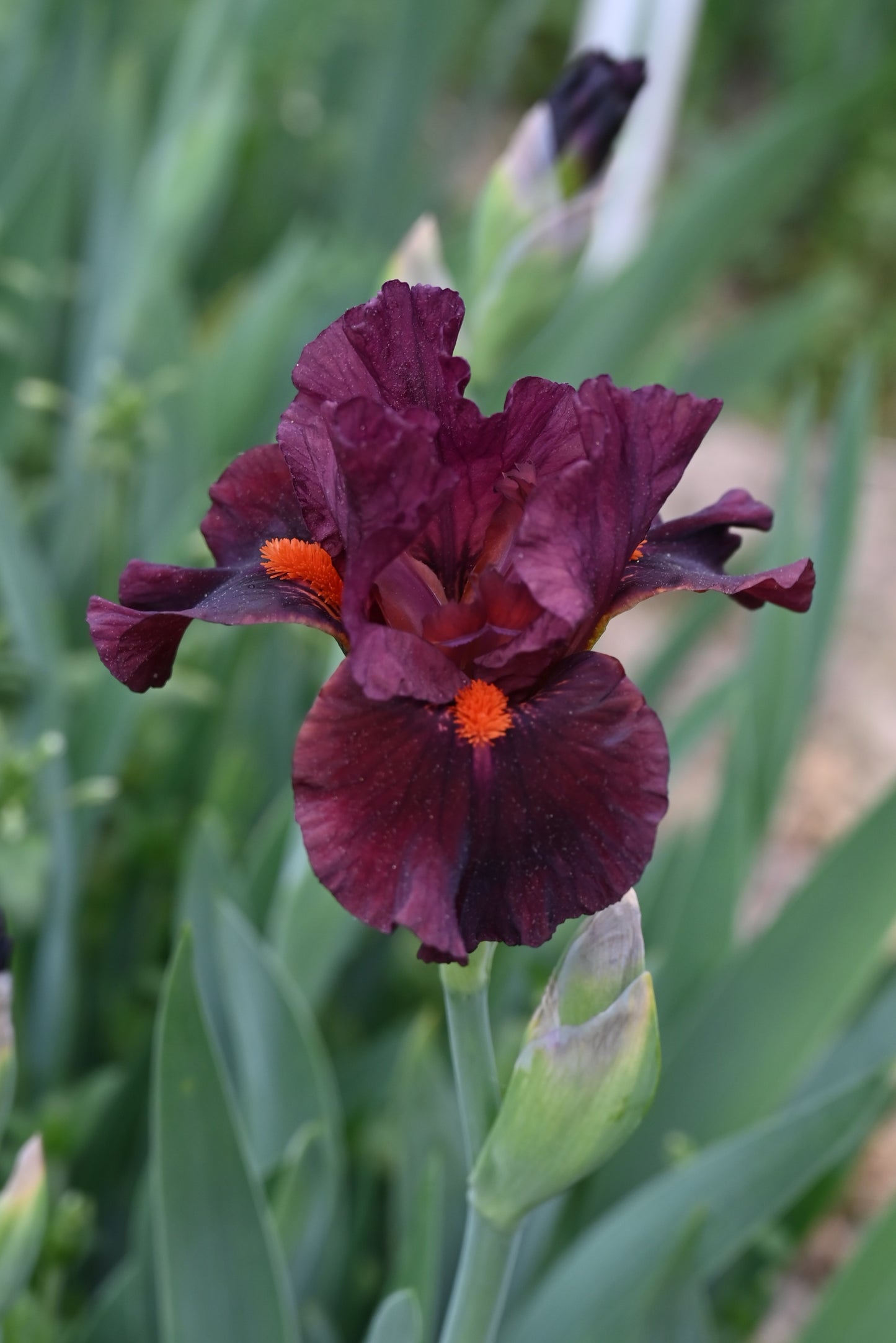 The flower Ruby Slippers - Intermediate Bearded Iris (IB)