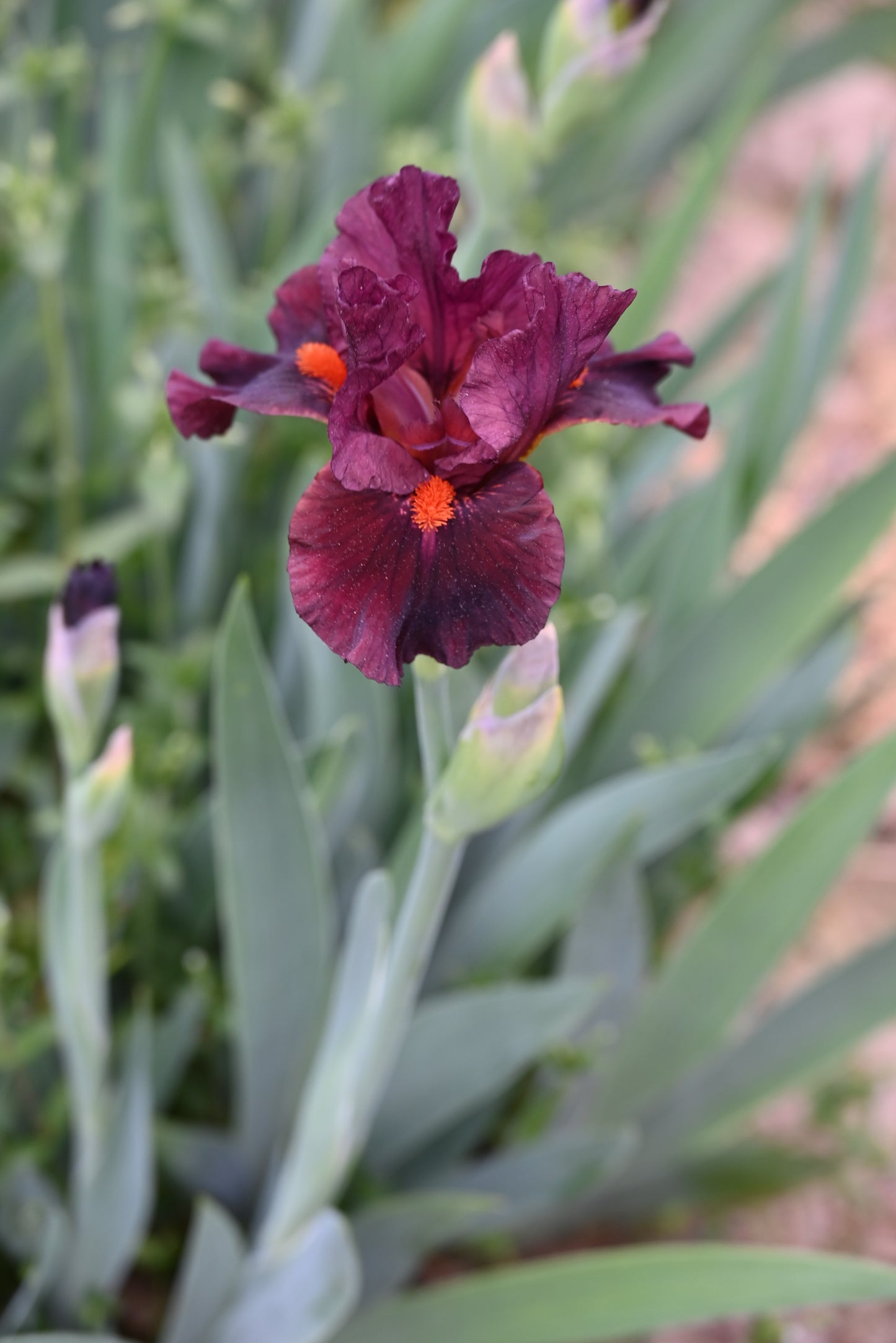 The flower Ruby Slippers - Intermediate Bearded Iris (IB)