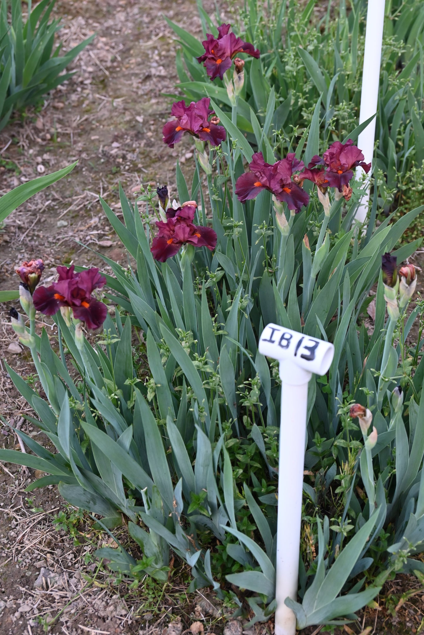 The flower Ruby Slippers - Intermediate Bearded Iris (IB)