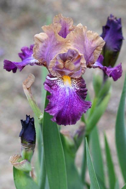 The flower Parting Glances - Intermediate Bearded Iris (IB)