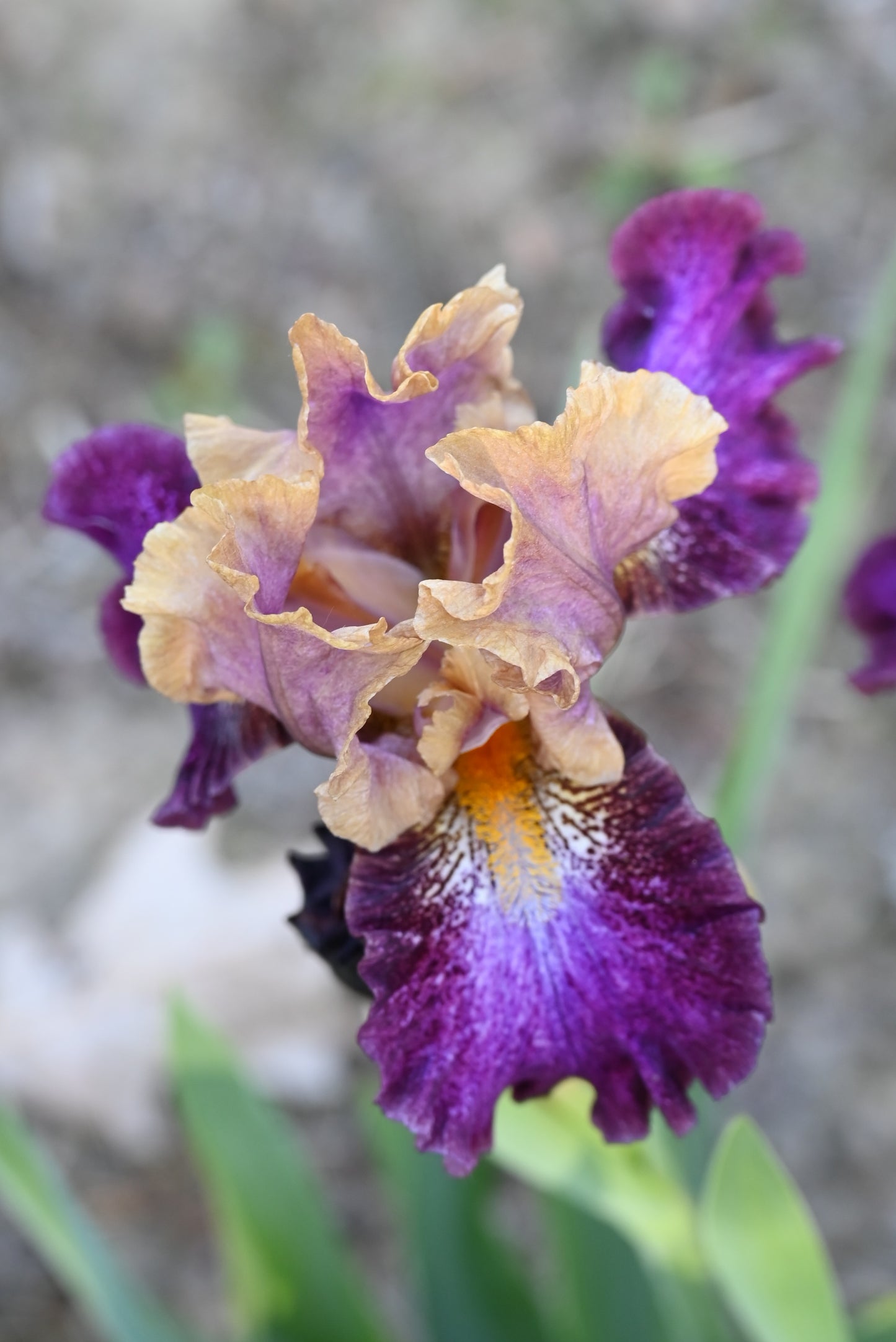 The flower Parting Glances - Intermediate Bearded Iris (IB)