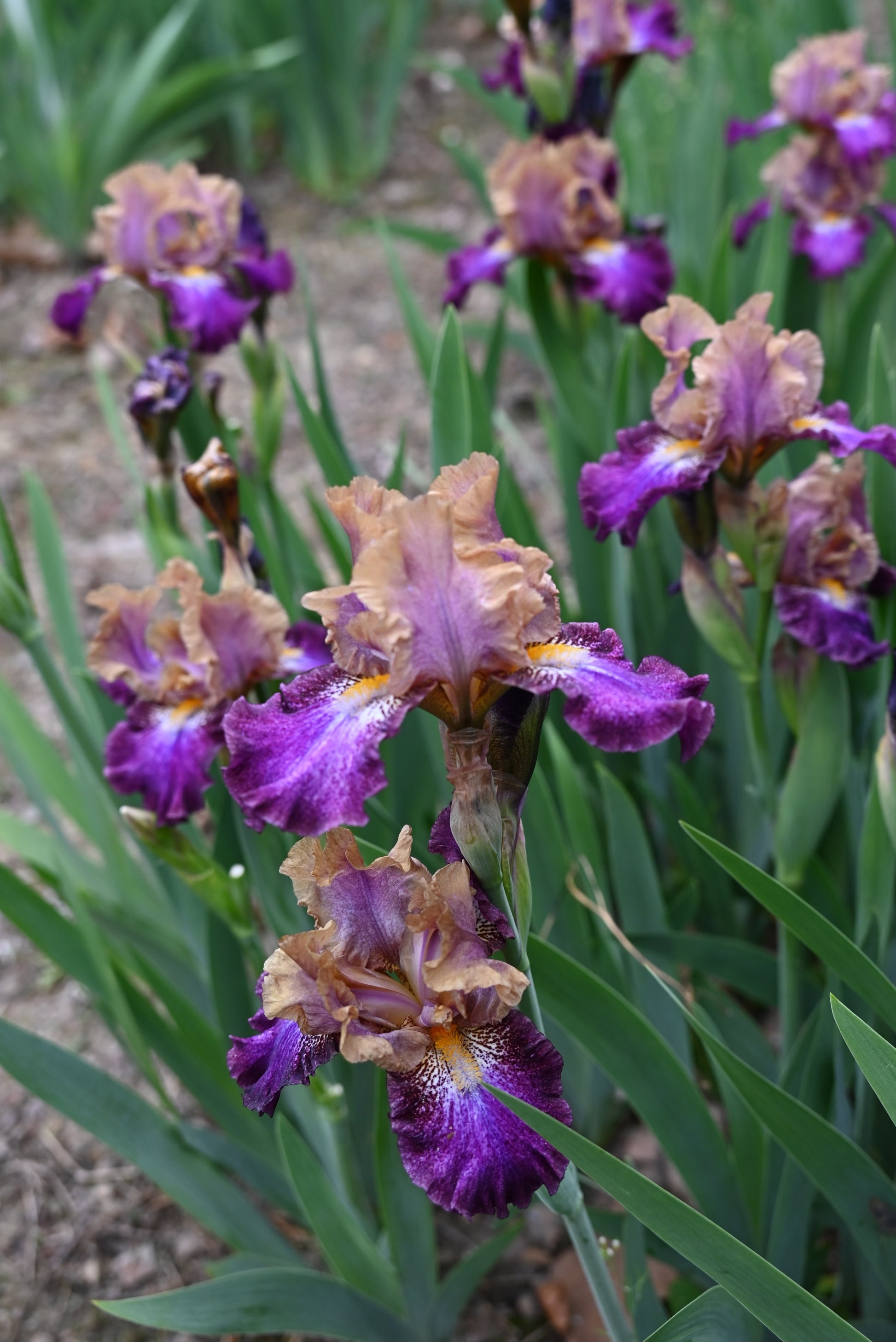 The flower Parting Glances - Intermediate Bearded Iris (IB)