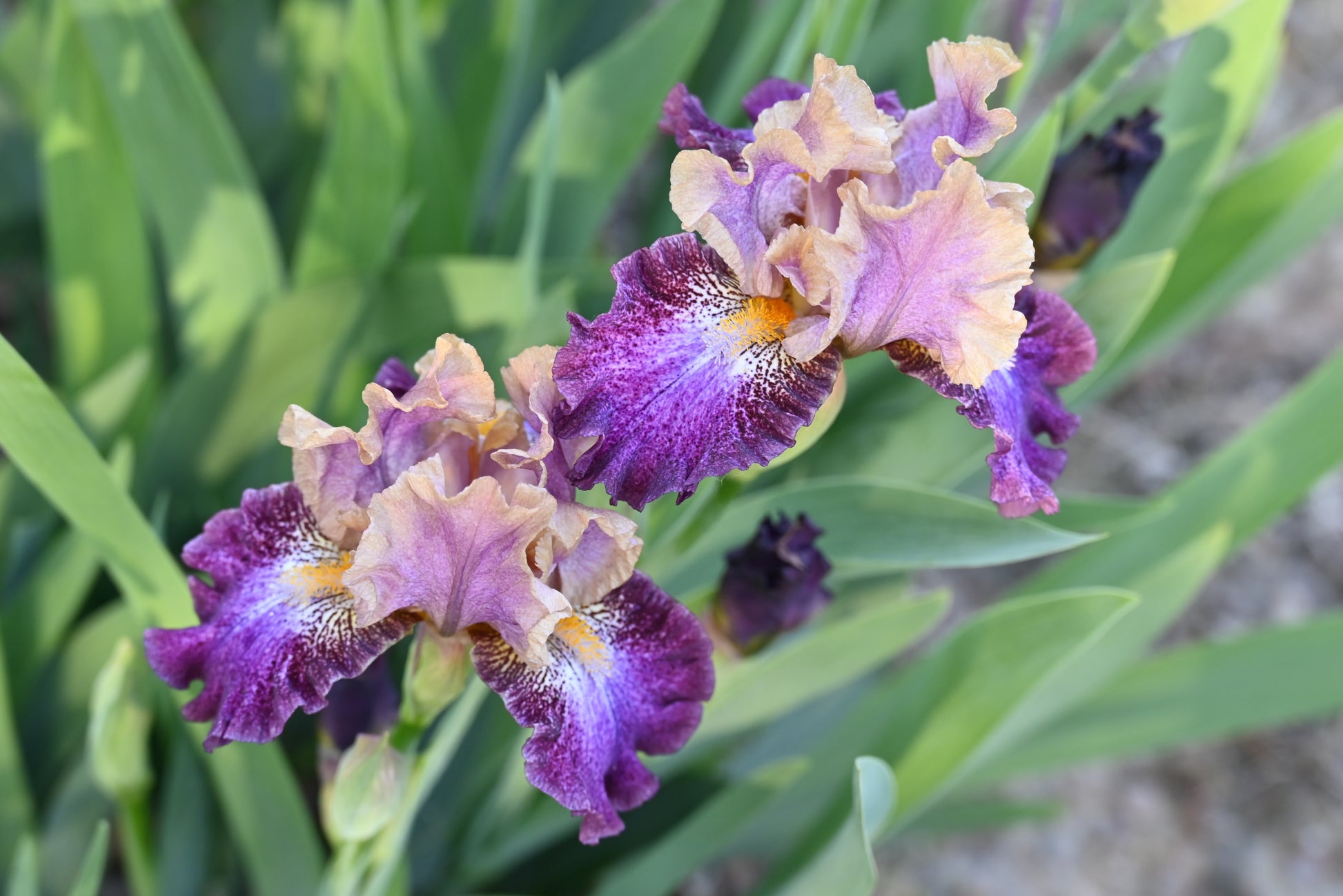 The flower Parting Glances - Intermediate Bearded Iris (IB)