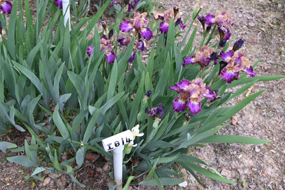 The flower Parting Glances - Intermediate Bearded Iris (IB)