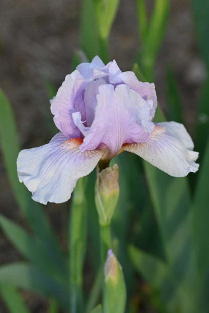 The flower Space Cadet - Intermediate Bearded Iris (IB)