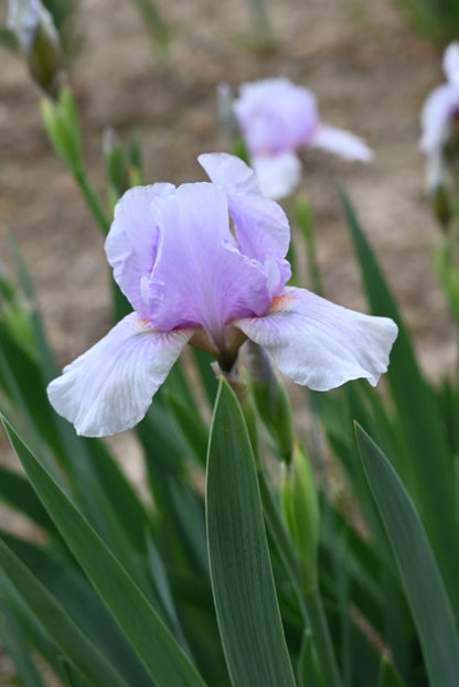 The flower Space Cadet - Intermediate Bearded Iris (IB)