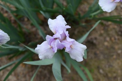 The flower Space Cadet - Intermediate Bearded Iris (IB)