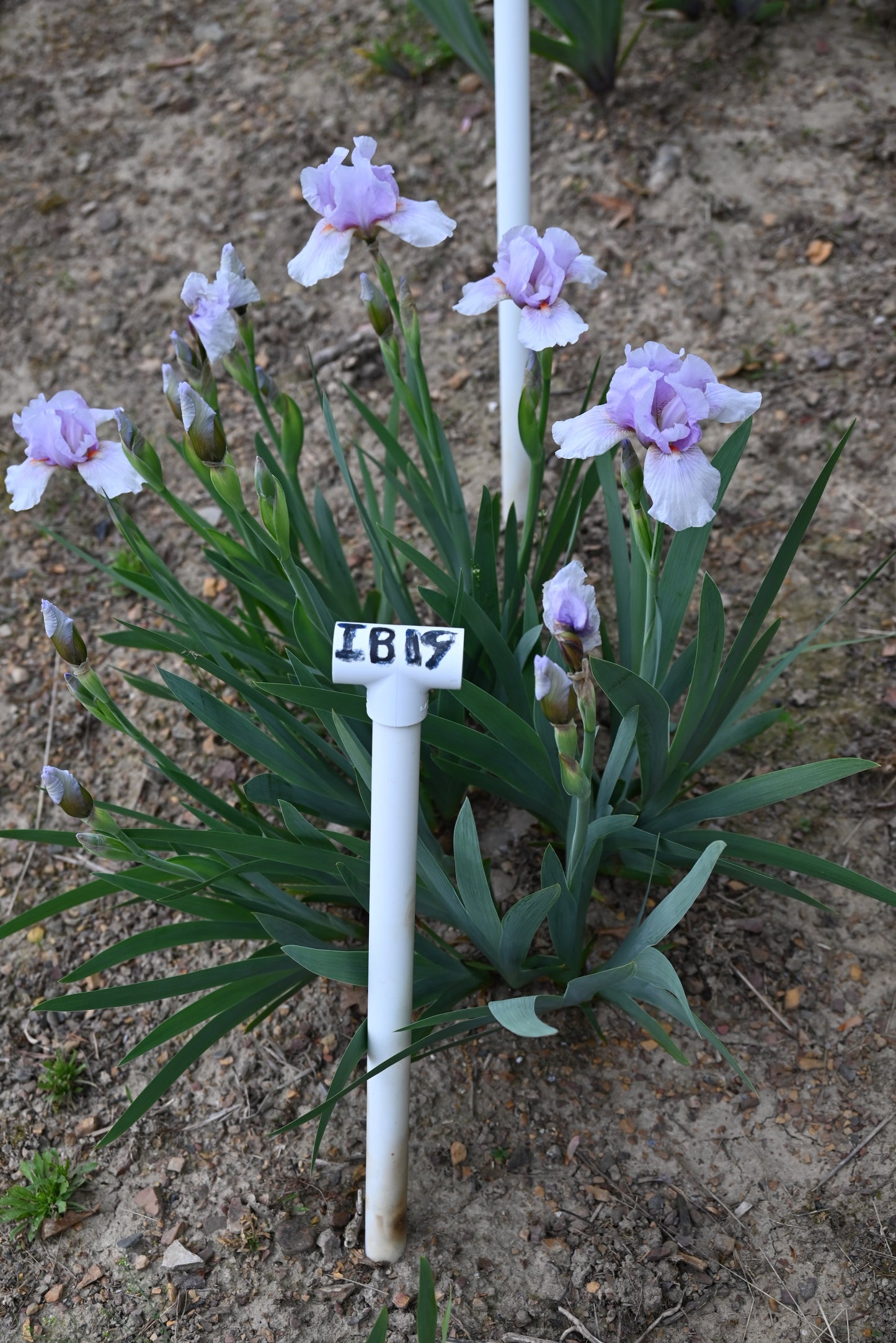 The flower Space Cadet - Intermediate Bearded Iris (IB)