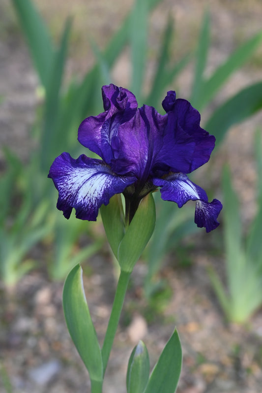 The flower Starwoman - Intermediate Bearded Iris (IB)