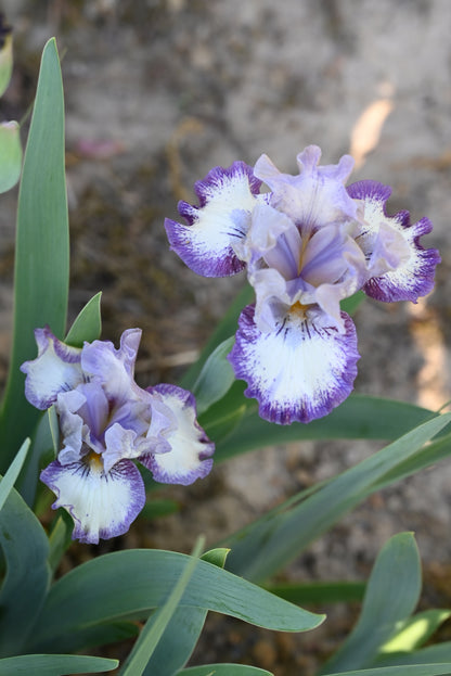 The flower Agatha Christie - Intermediate Bearded Iris (IB)