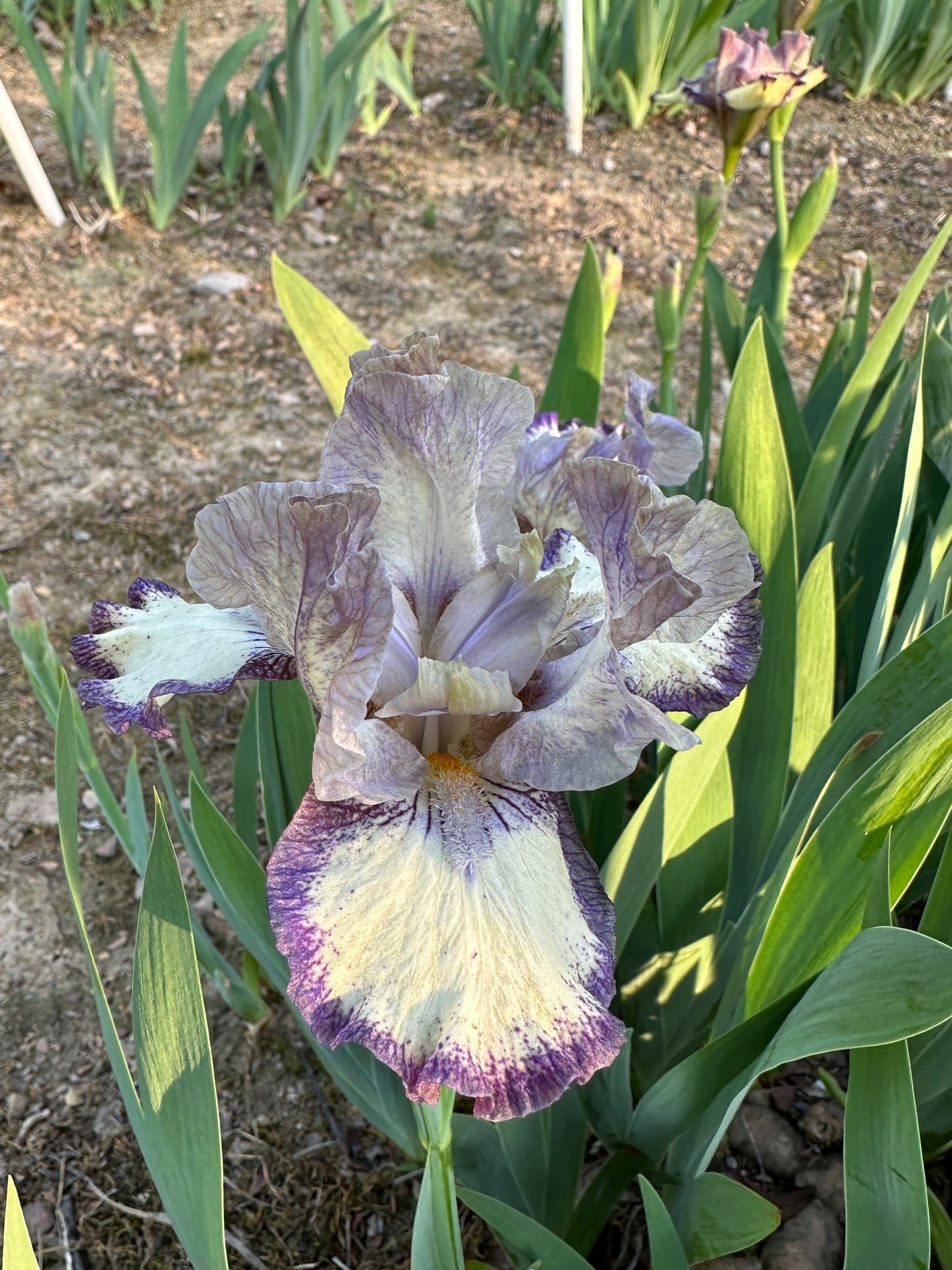 The flower Agatha Christie - Intermediate Bearded Iris (IB)