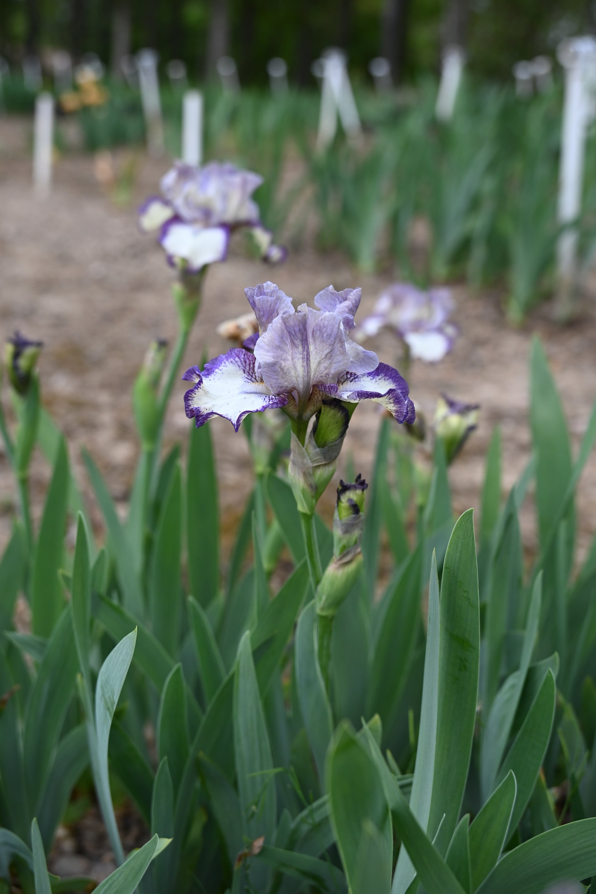 The flower Agatha Christie - Intermediate Bearded Iris (IB)