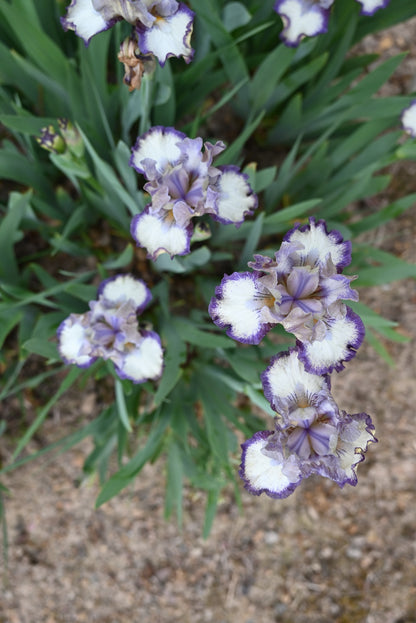 The flower Agatha Christie - Intermediate Bearded Iris (IB)