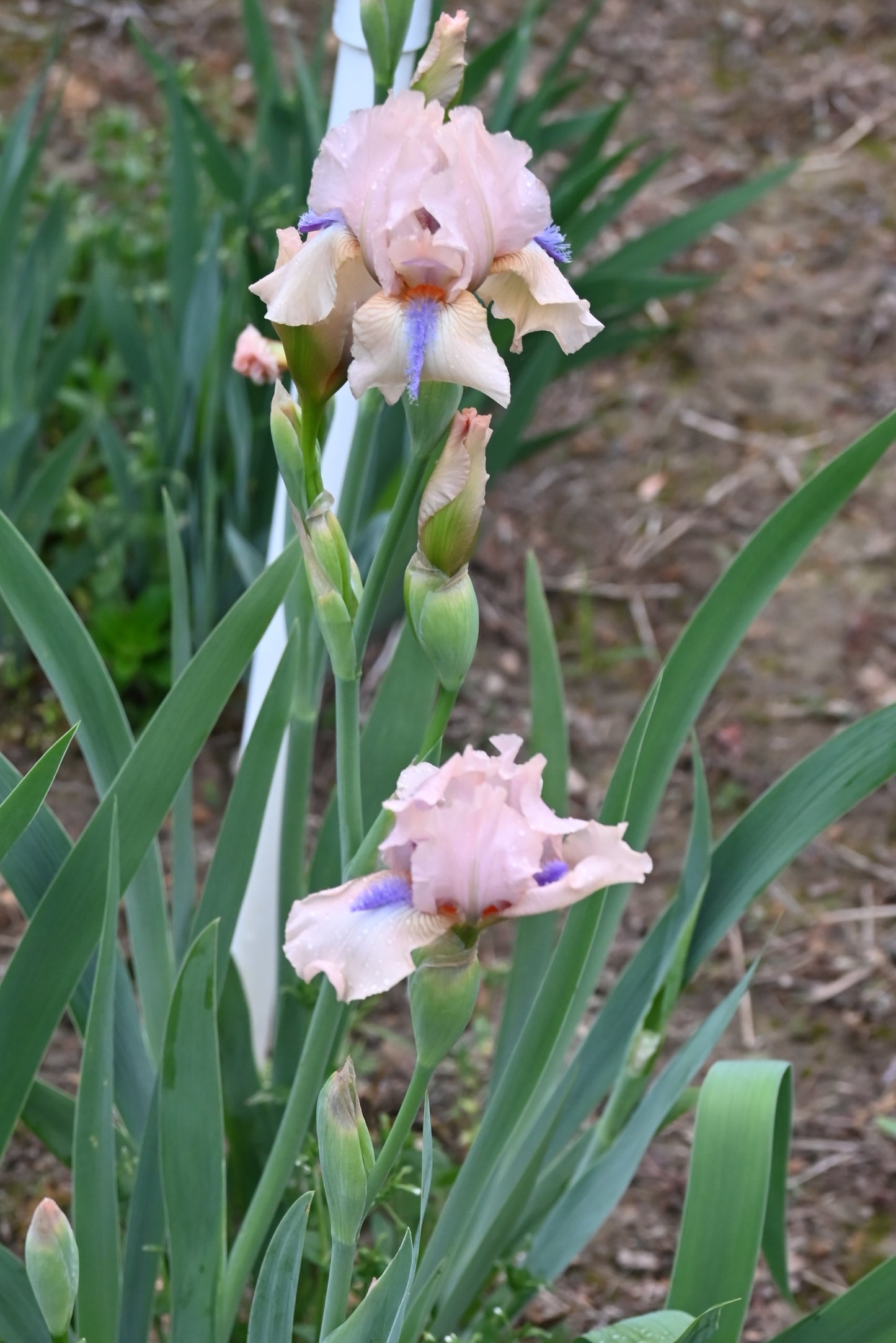 The flower Concertina - Intermediate Bearded Iris (IB)