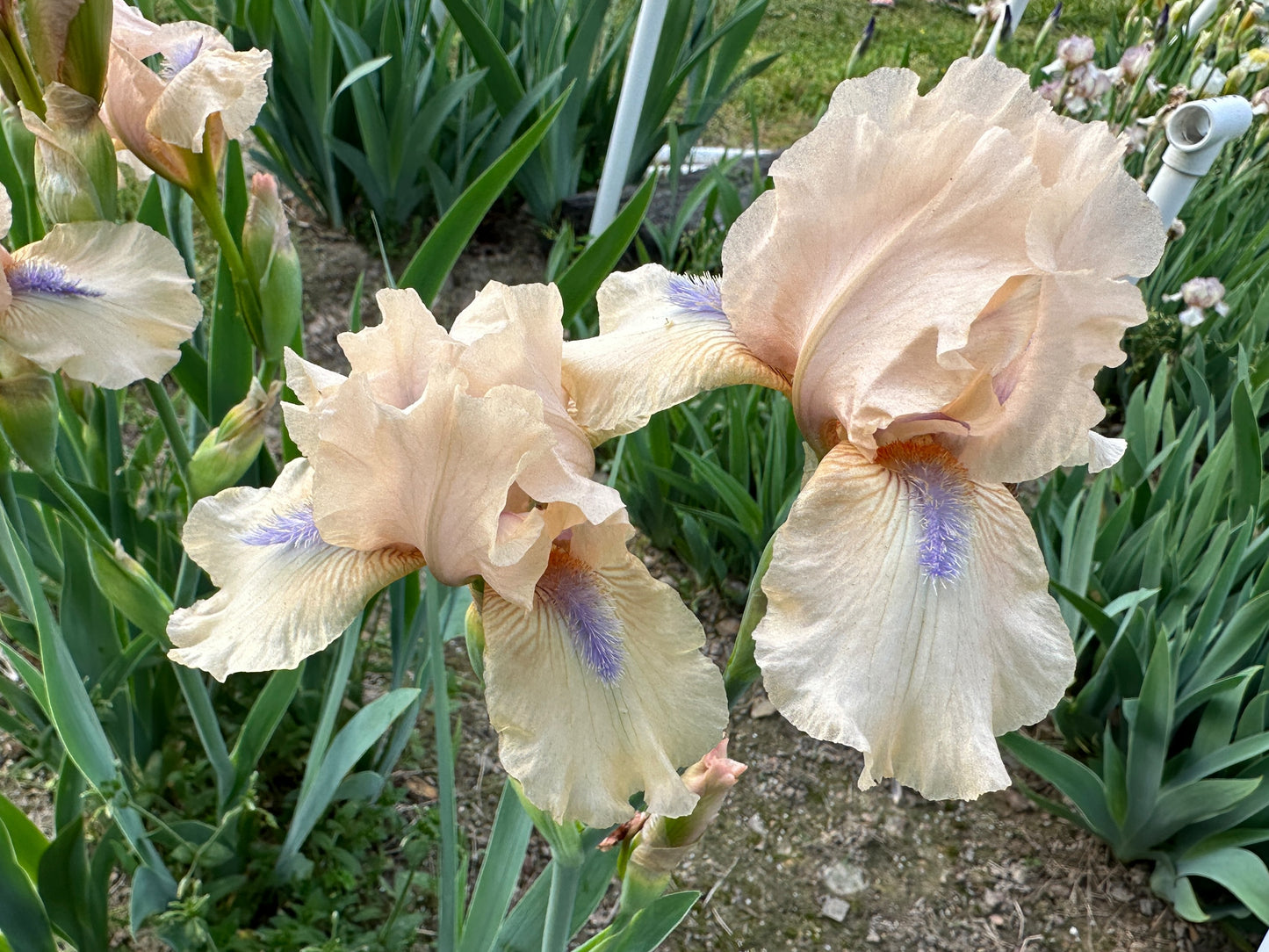 The flower Concertina - Intermediate Bearded Iris (IB)