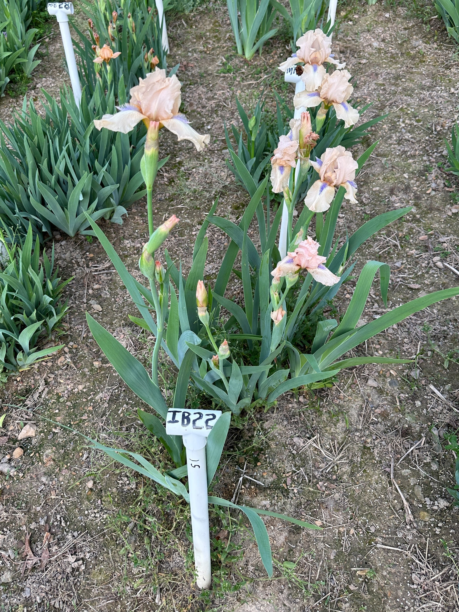 The flower Concertina - Intermediate Bearded Iris (IB)