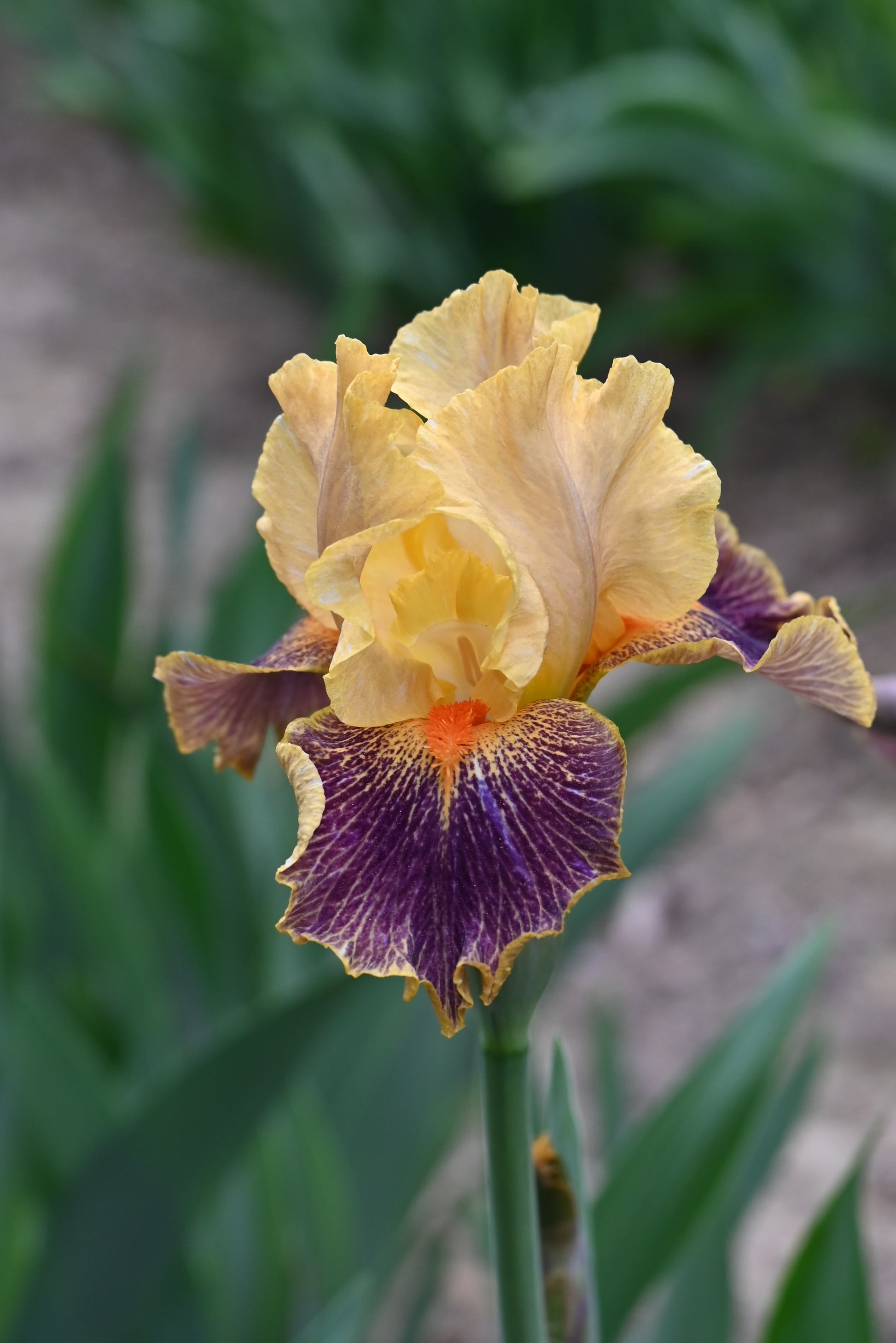 The flower Delirium - Intermediate Bearded Iris (IB)