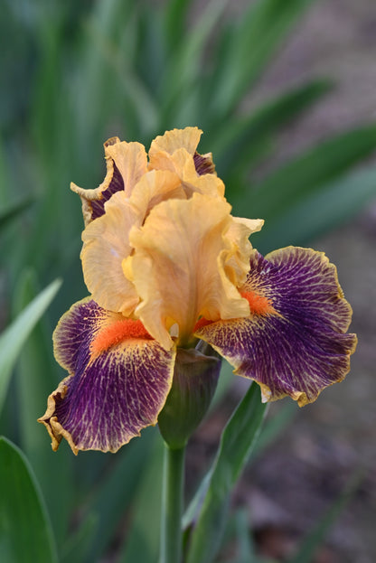 The flower Delirium - Intermediate Bearded Iris (IB)