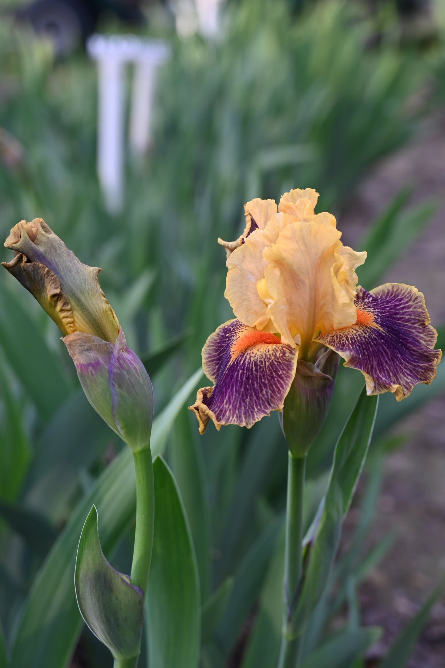 The flower Delirium - Intermediate Bearded Iris (IB)