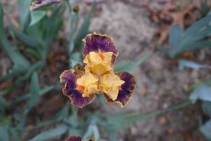 The flower Delirium - Intermediate Bearded Iris (IB)