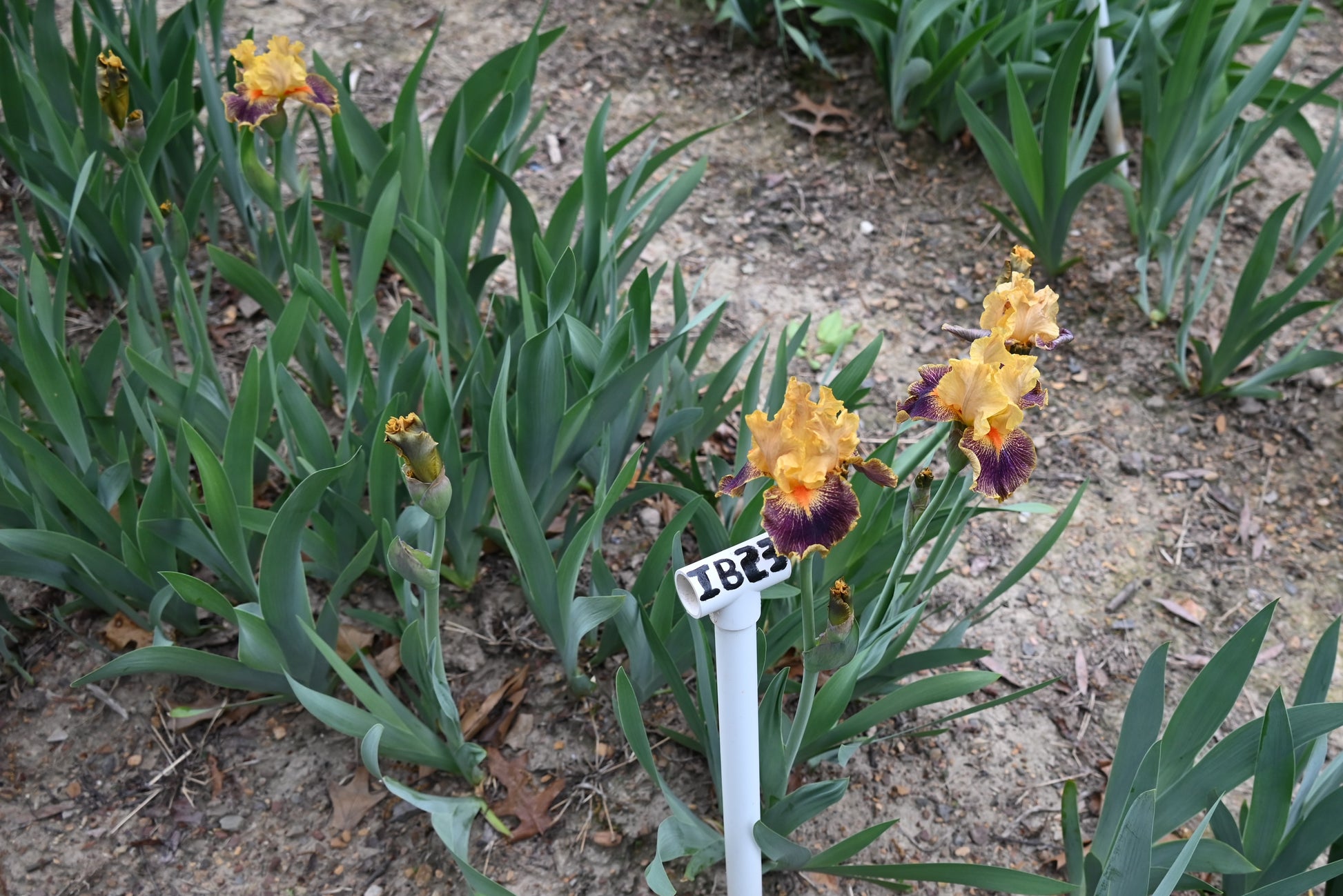 The flower Delirium - Intermediate Bearded Iris (IB)