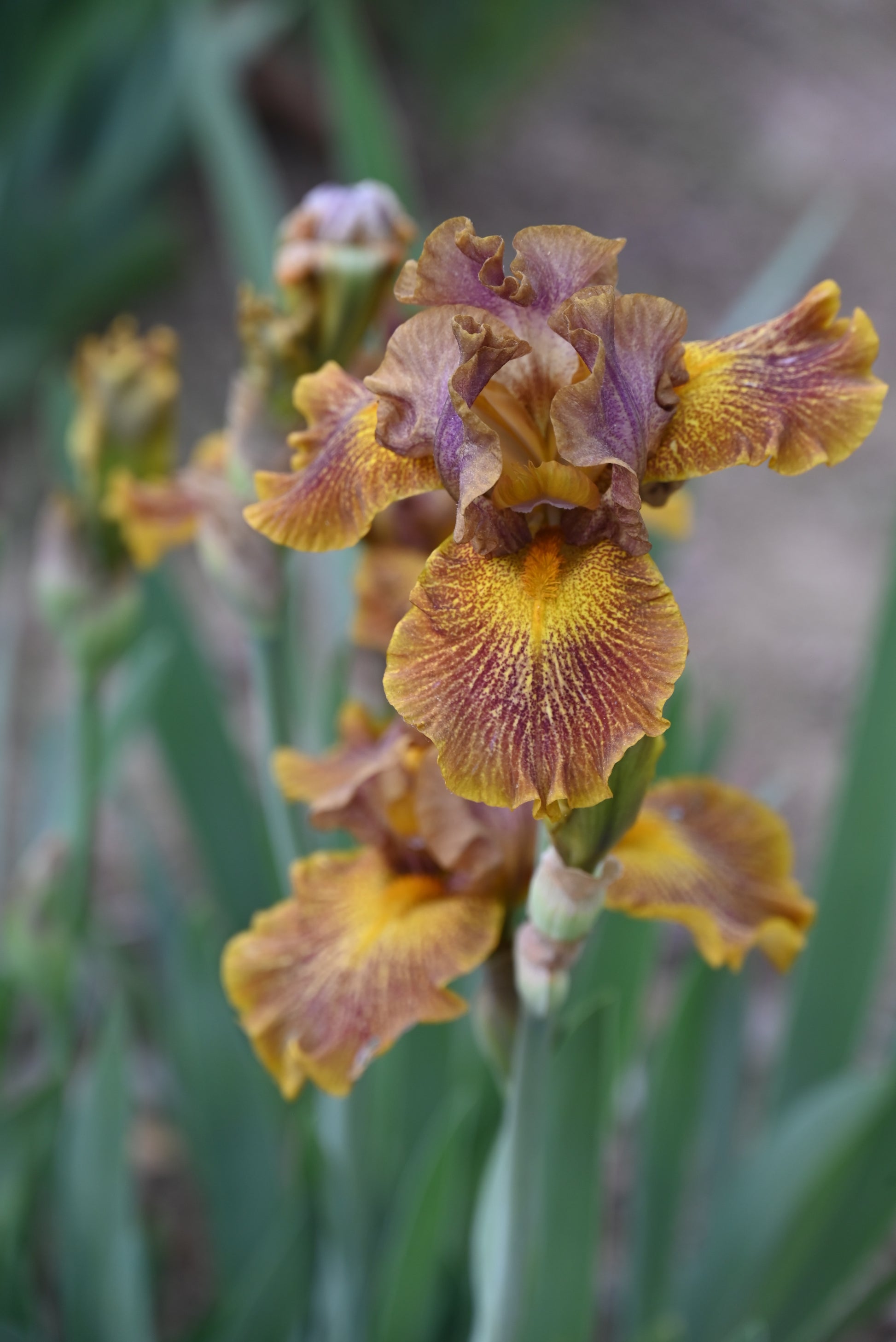 The flower Dude - Intermediate Bearded Iris (IB)