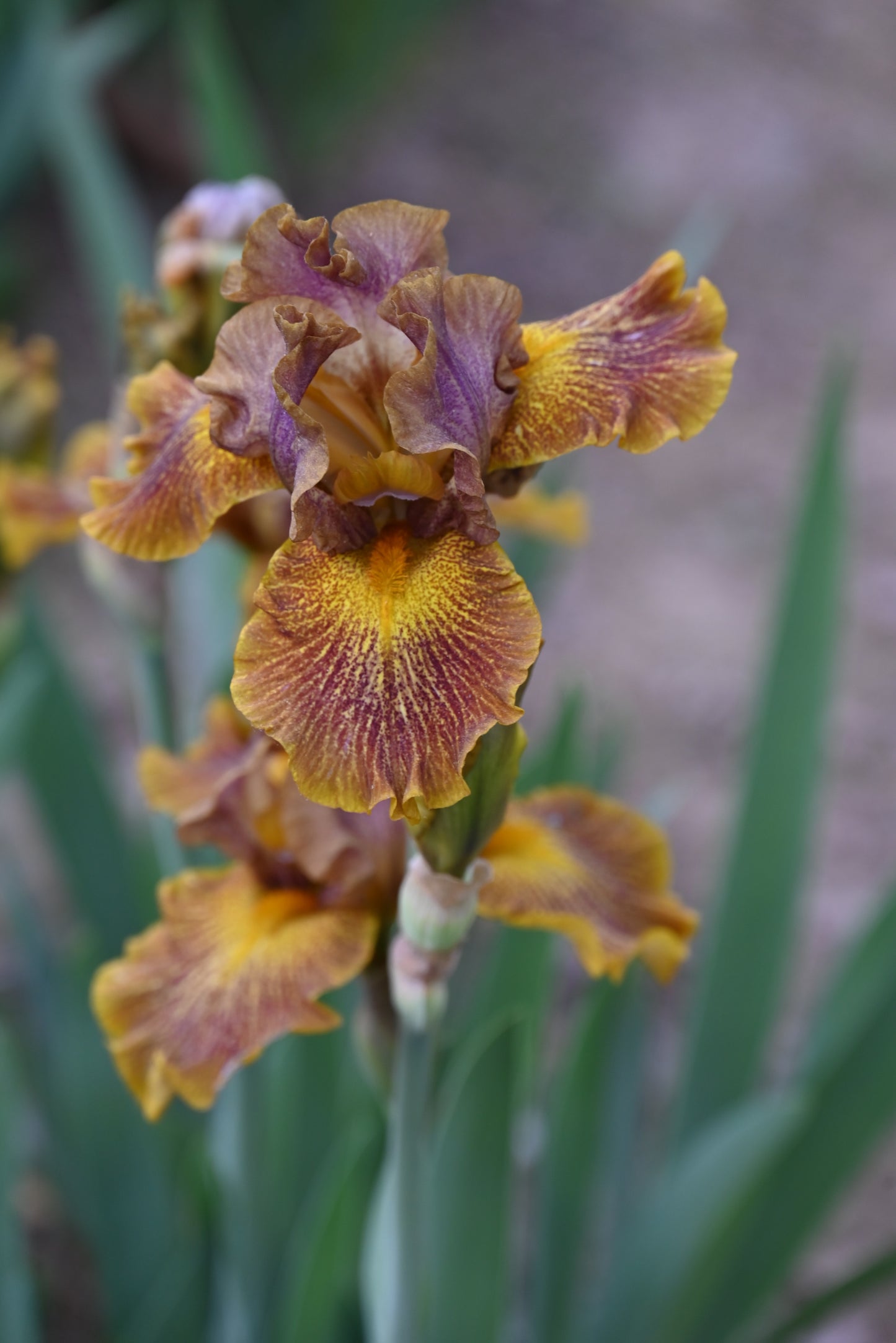 The flower Dude - Intermediate Bearded Iris (IB)