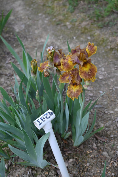 The flower Dude - Intermediate Bearded Iris (IB)