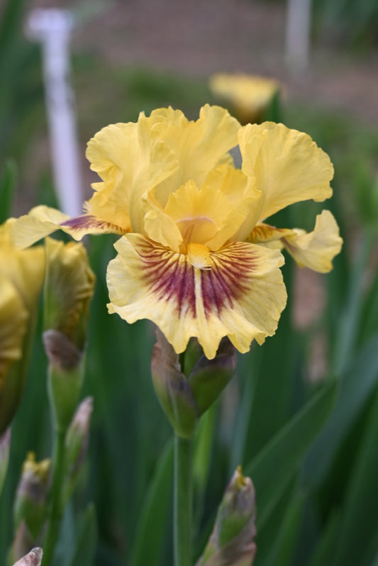 The flower Roz - Intermediate Bearded Iris (IB)