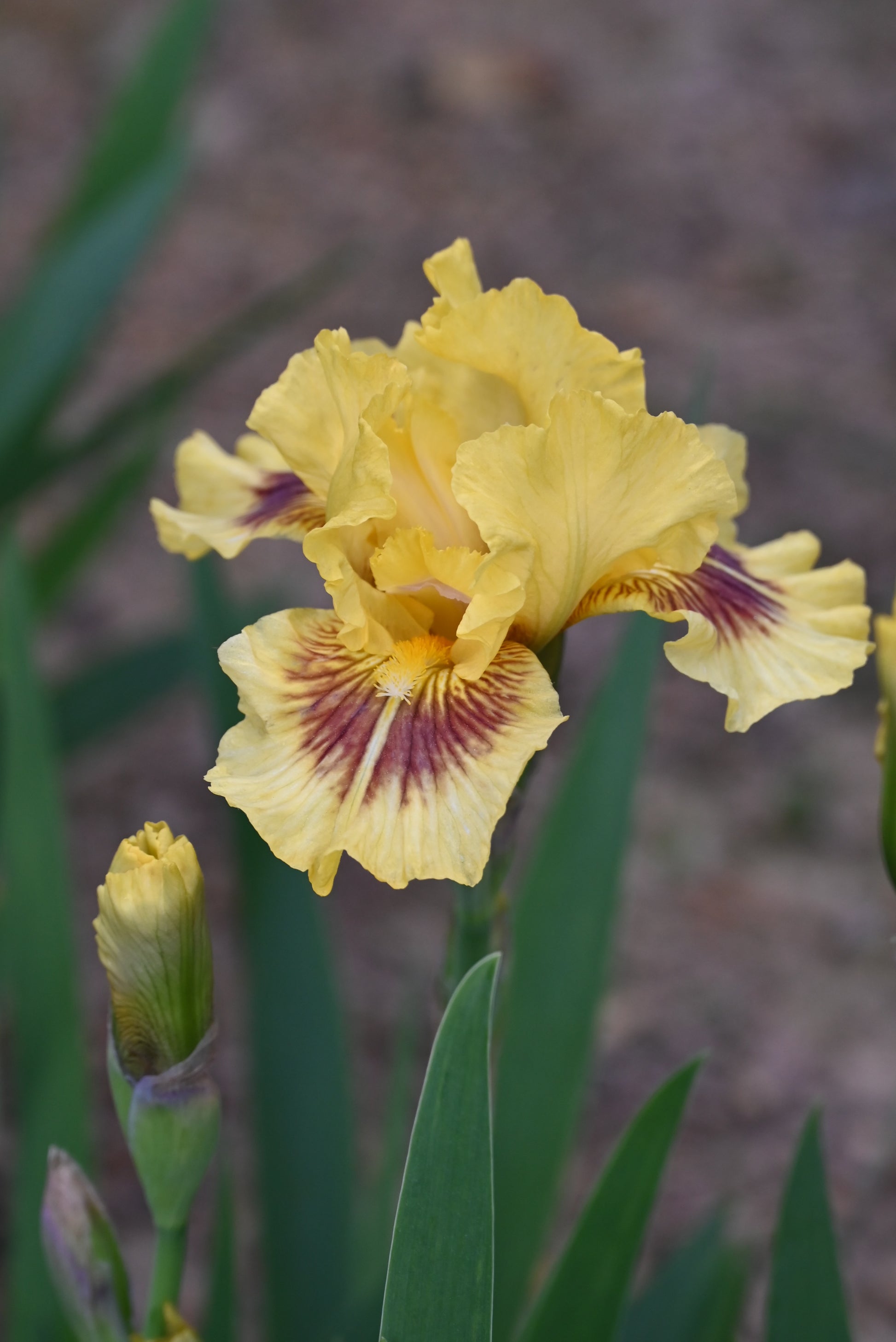 The flower Roz - Intermediate Bearded Iris (IB)